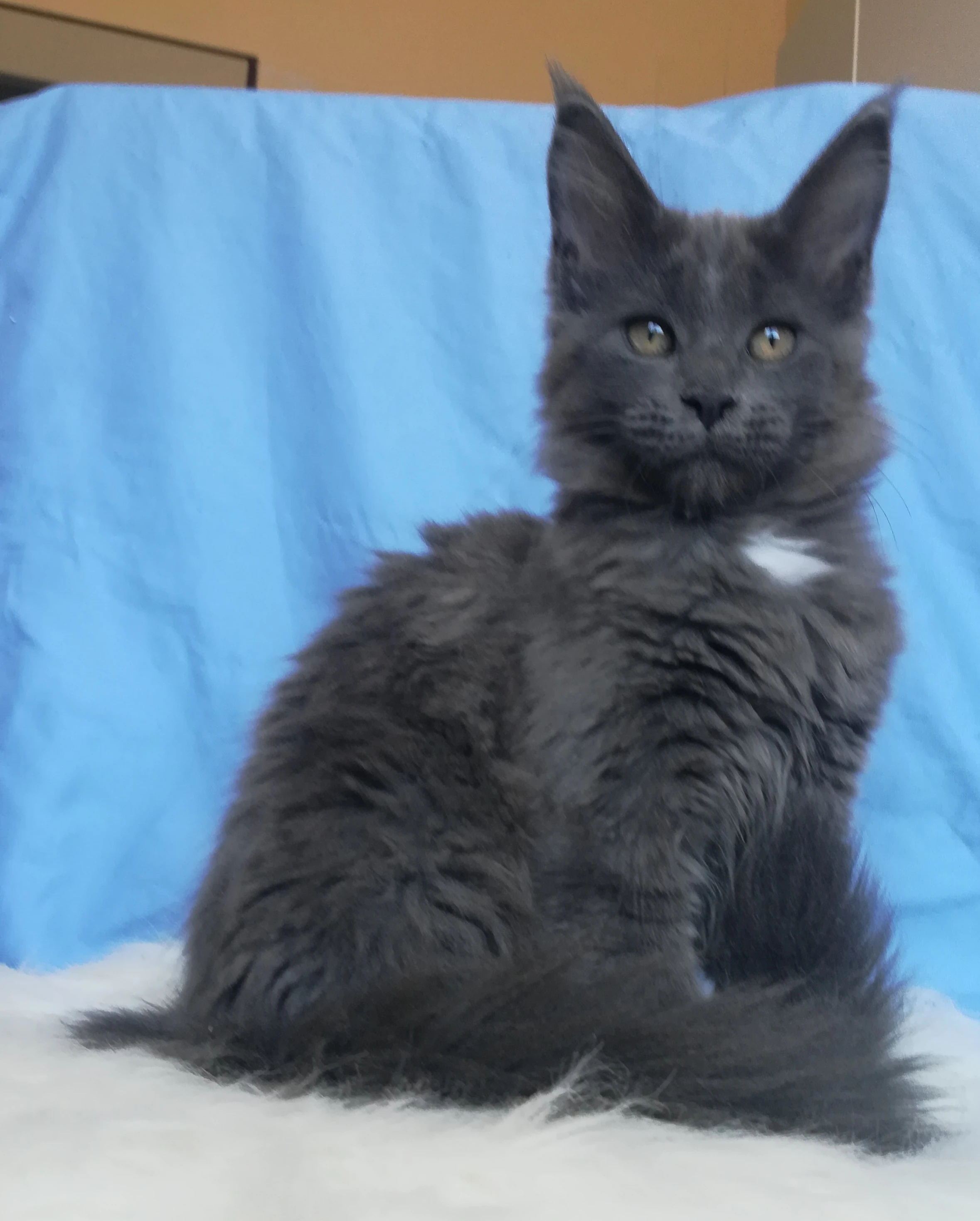 Mainská mývalí koťátka s PP - obříci k odběru