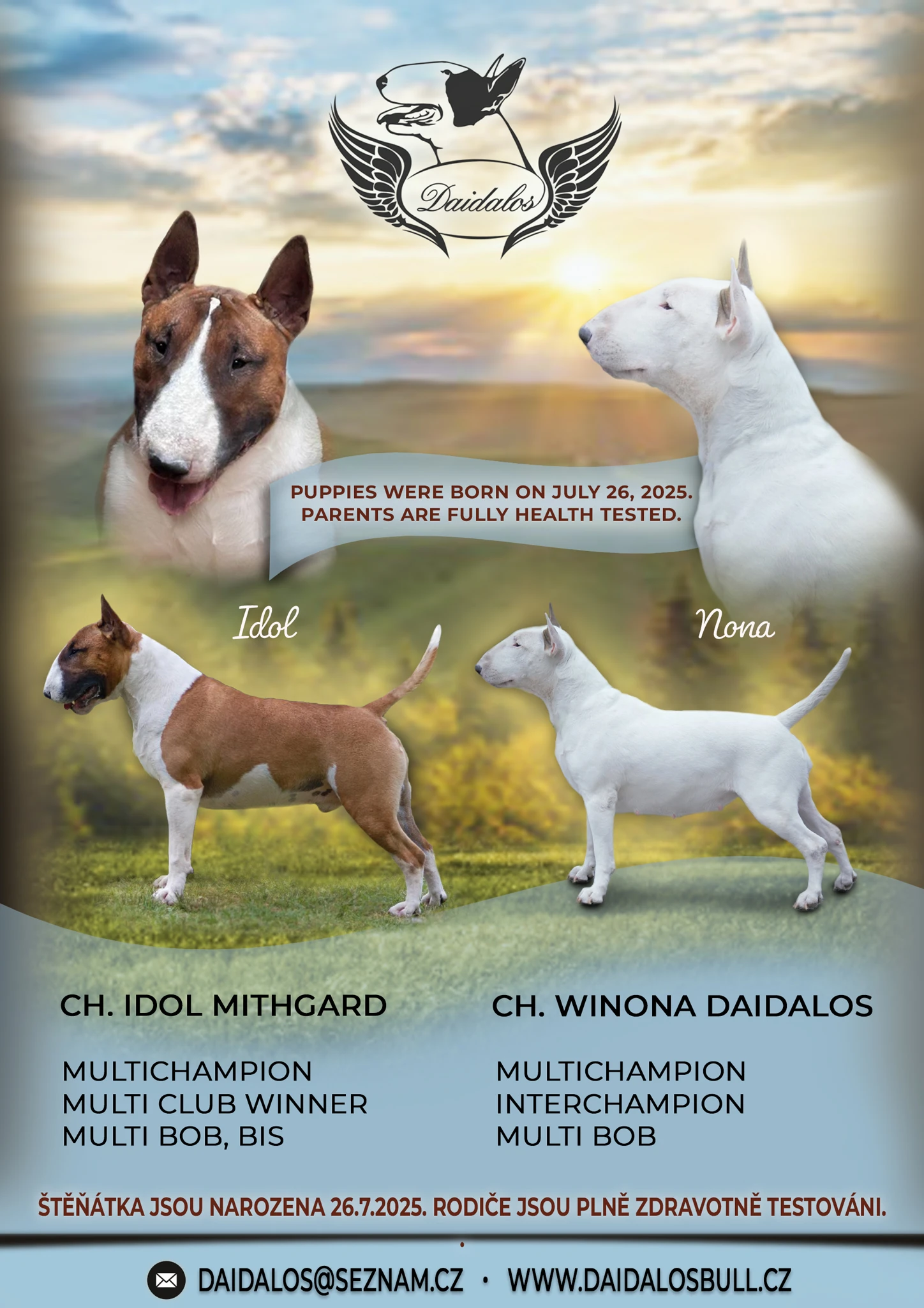 Bulteriér standard - štěňata s PP