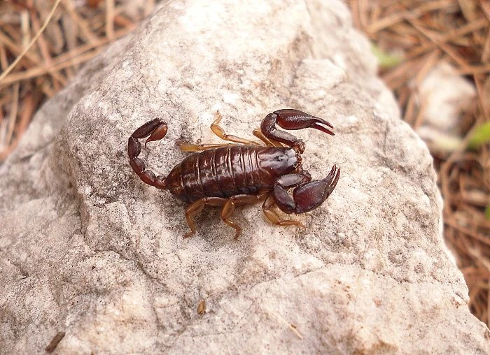 Šváby, Cvrčci (Hobby), Mravenci, Isopody, Strašilky, Štíři a Samci Pavouků