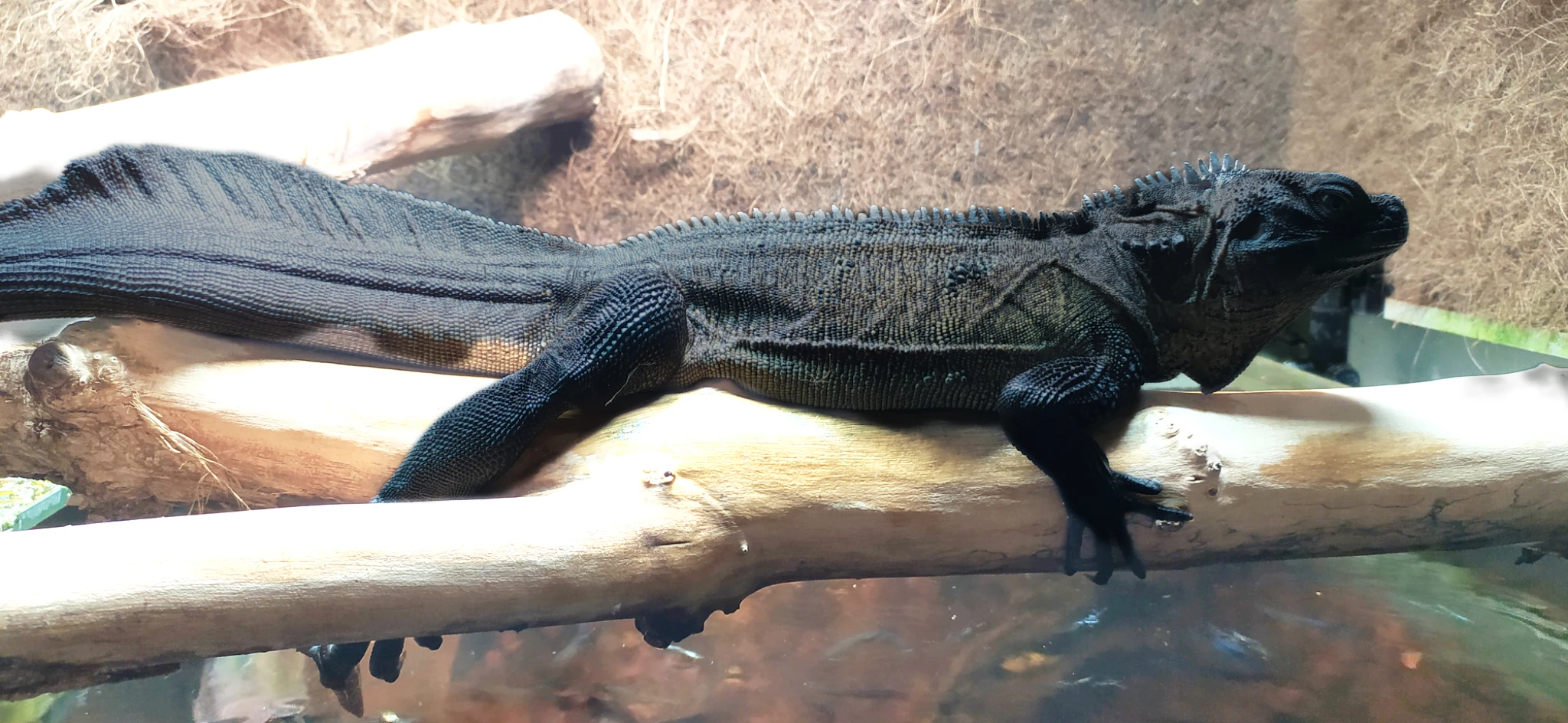 Hydrosaurus celebensis