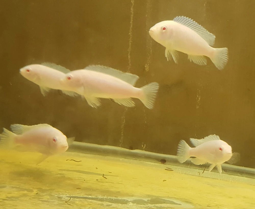 Tlamovci z jezera Malawi