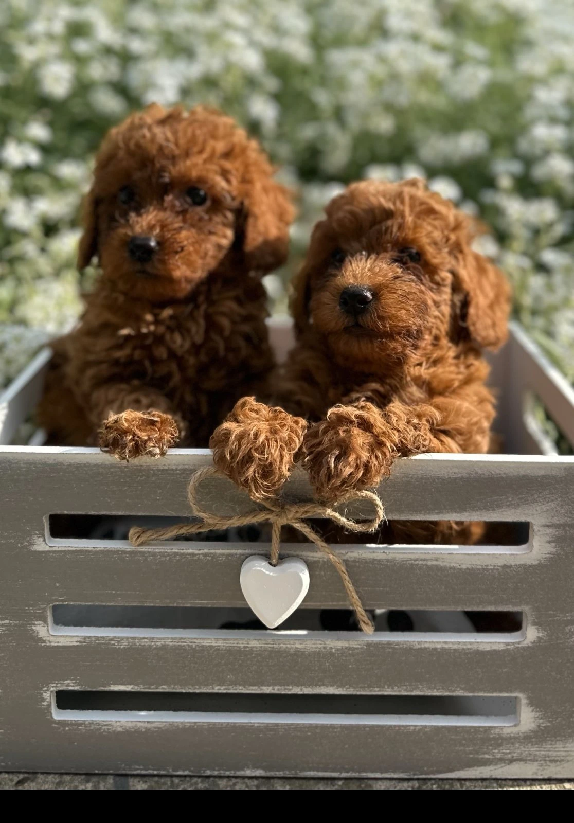 Toy a mini pudla Štěňata