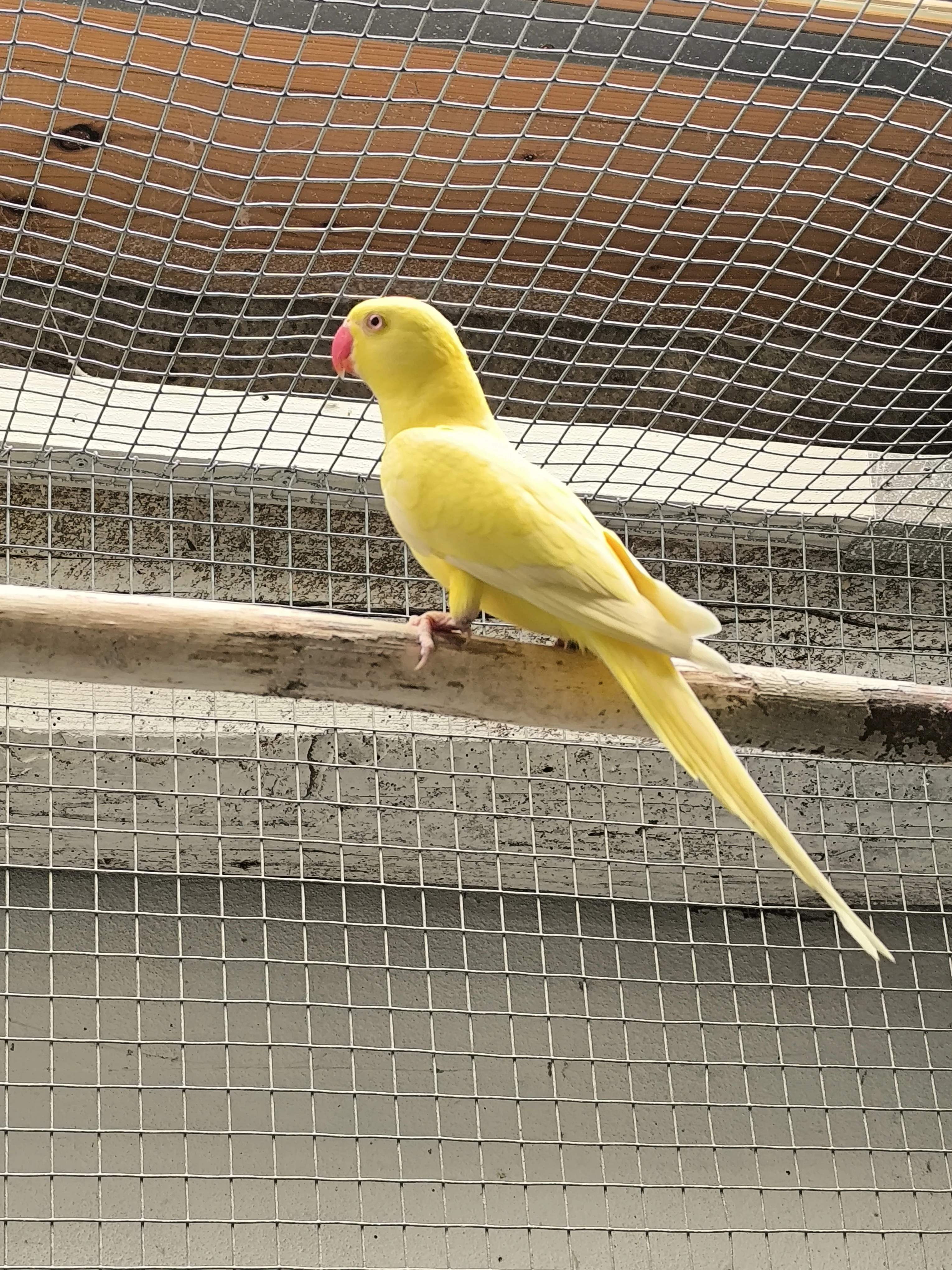 Alexandr malý lutino