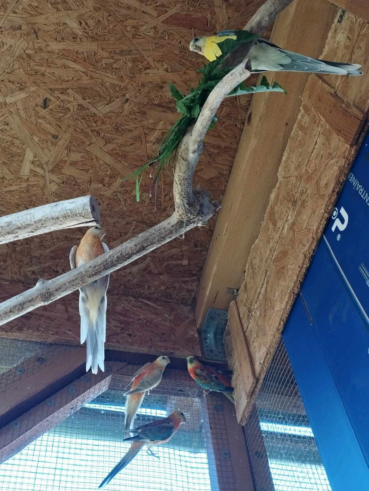 Prodám Papoušky Zpěvavé samice