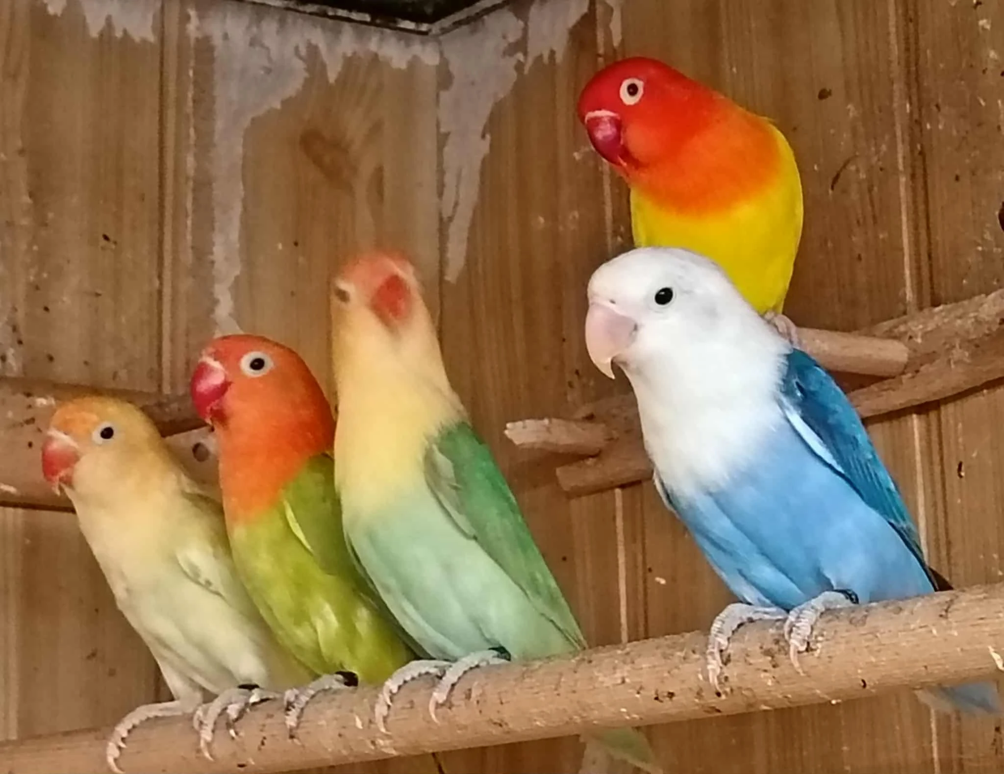 Agapornis Fisher mutácie