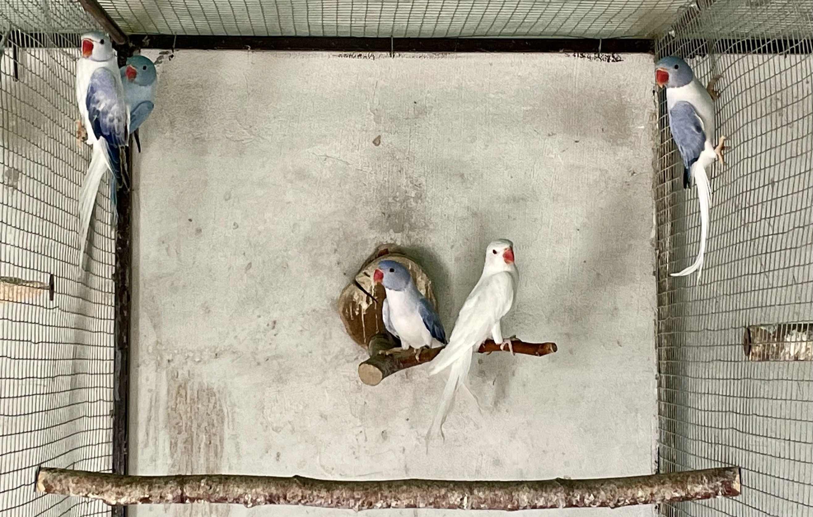 Prodám Alexandr malý