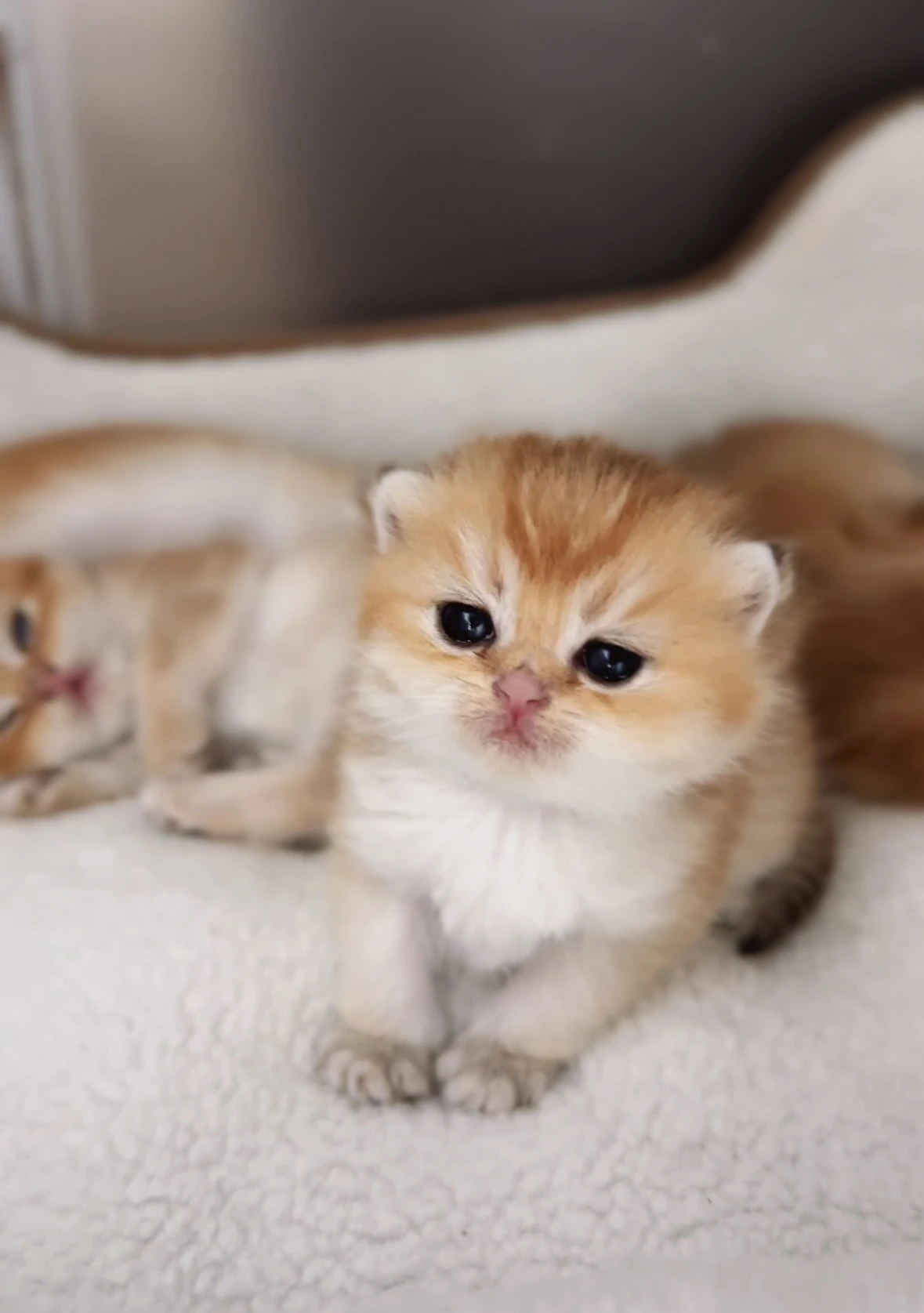 Předprodej koťátek – Britská zlatá činčila, narozená 15. 8. 2025