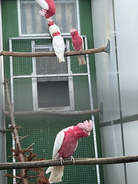 Kakadu růžový , Amazoňani Modročelý