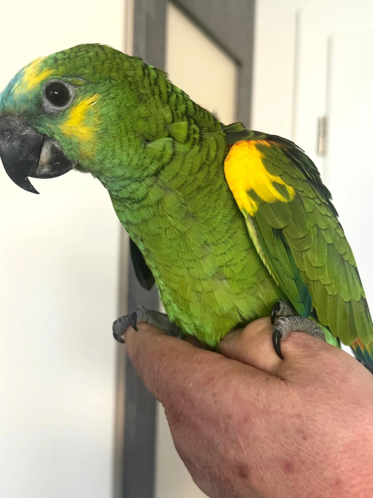 Amazoňan modročelý