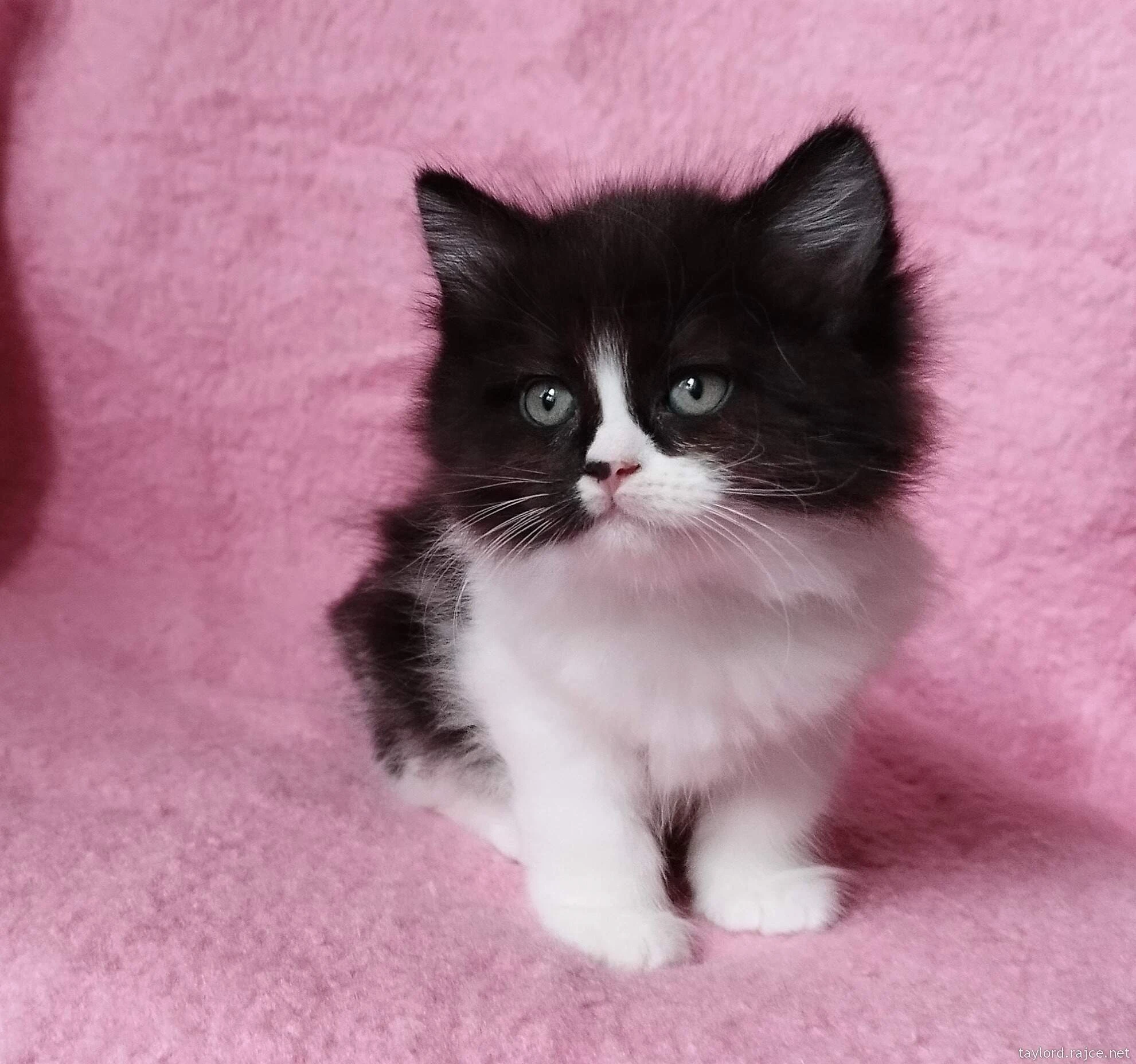 Sibiřská kočička Zorja