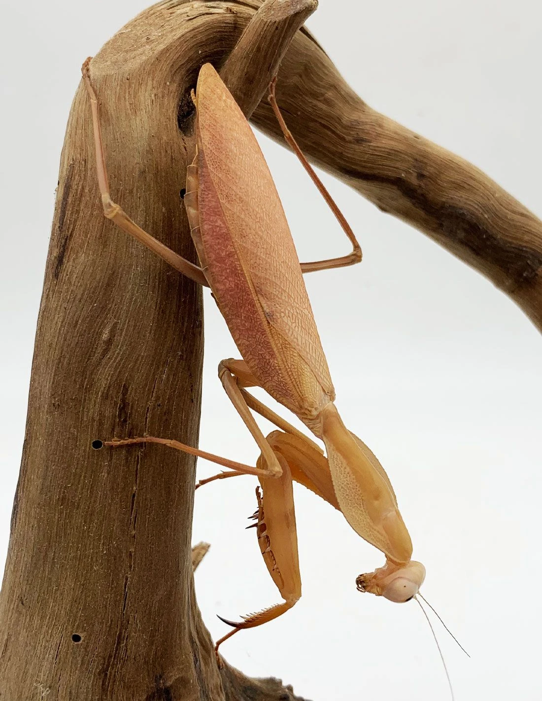 Prodám Kudlanky ( Rhombodera Kirbyi )