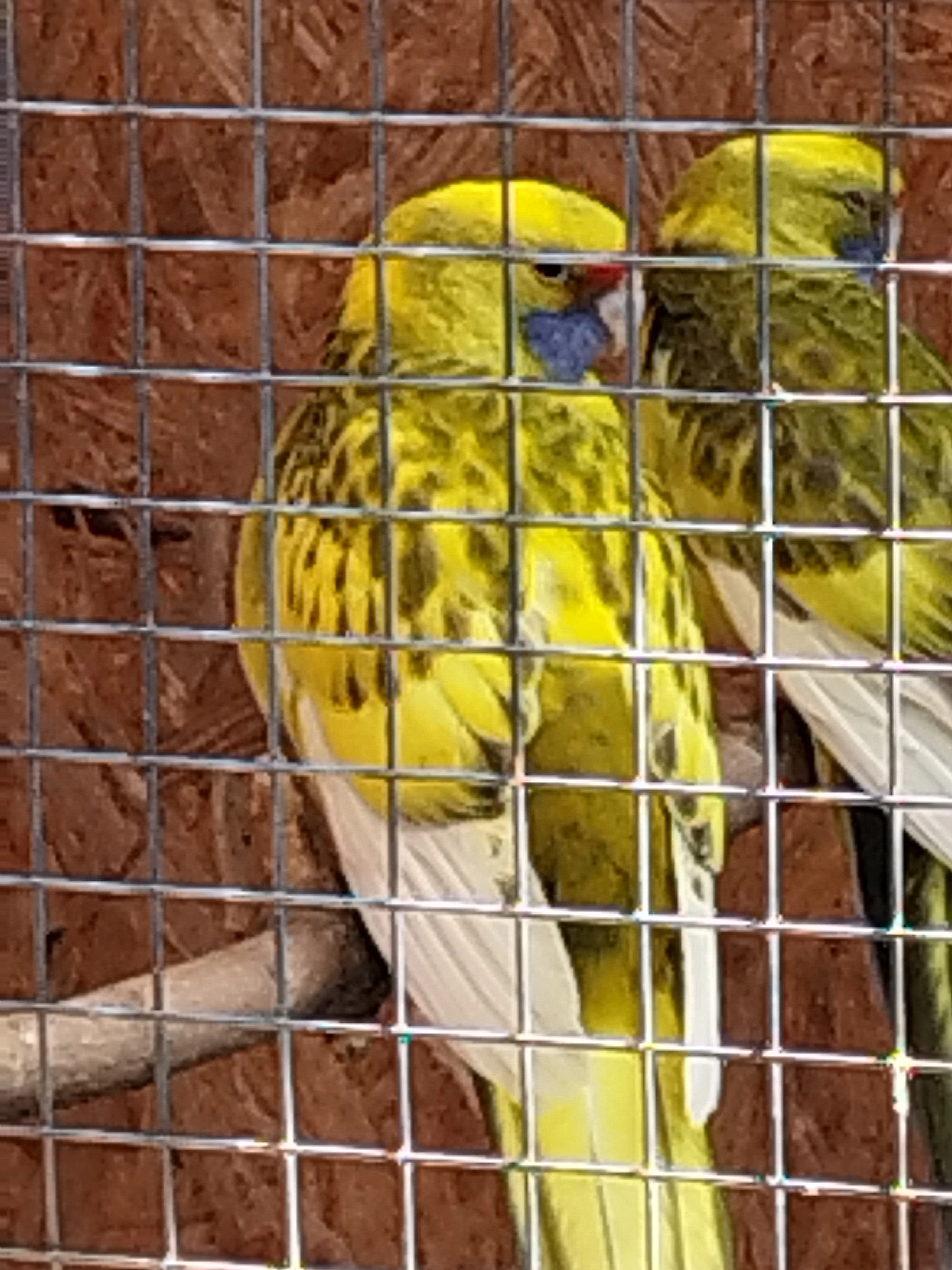 Prodám rosela žlutobřichá