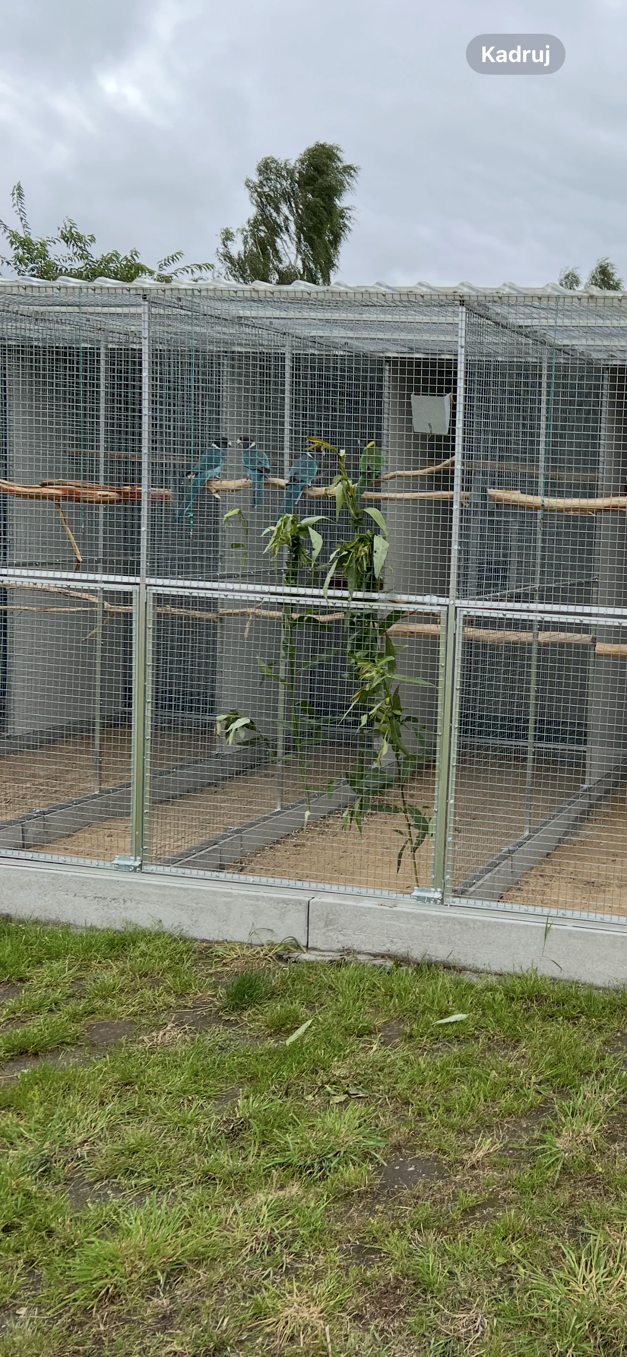 Barnard velky modry kakadu ruzovy