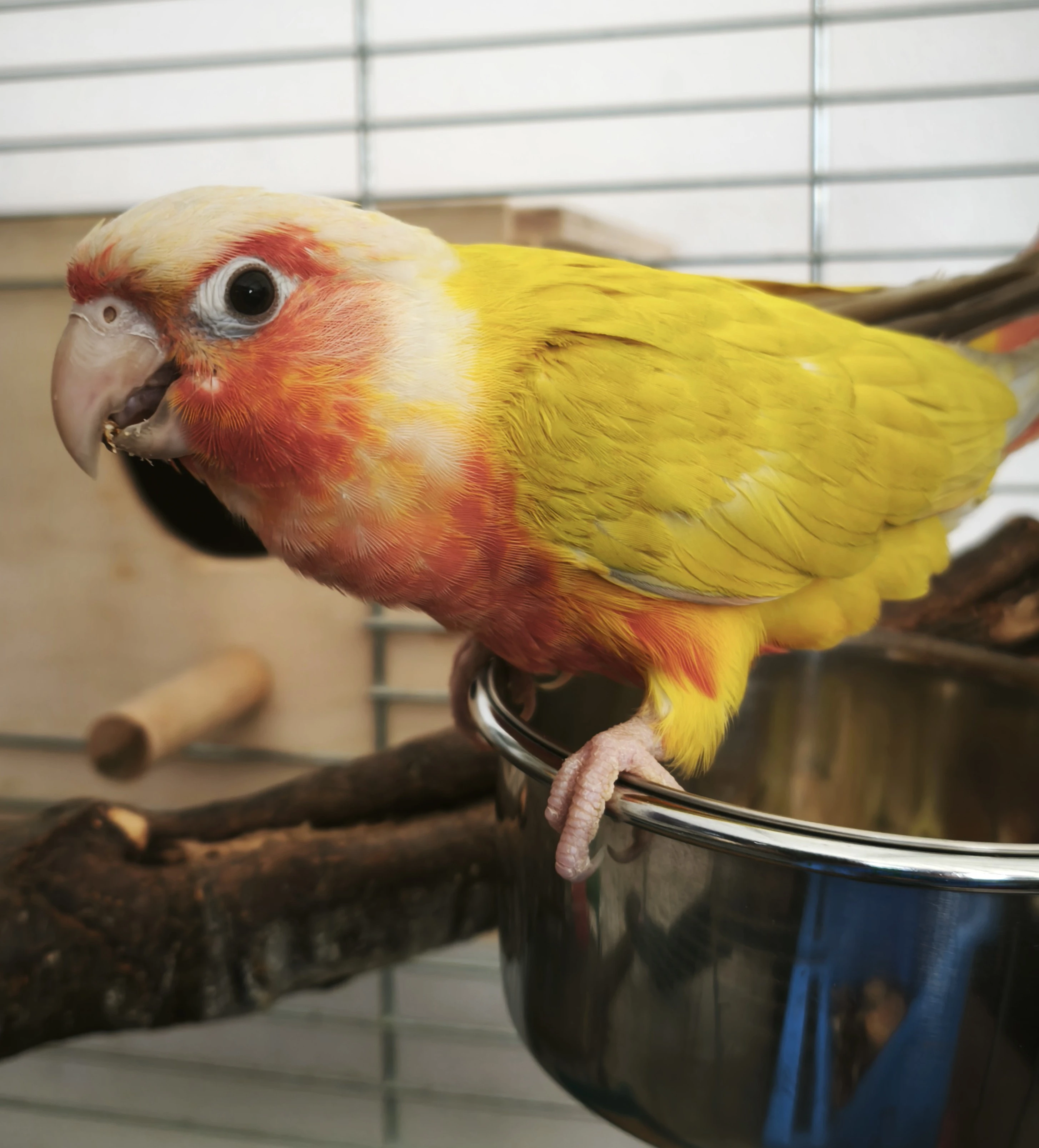 Red Suncheek - ručně dokrmená