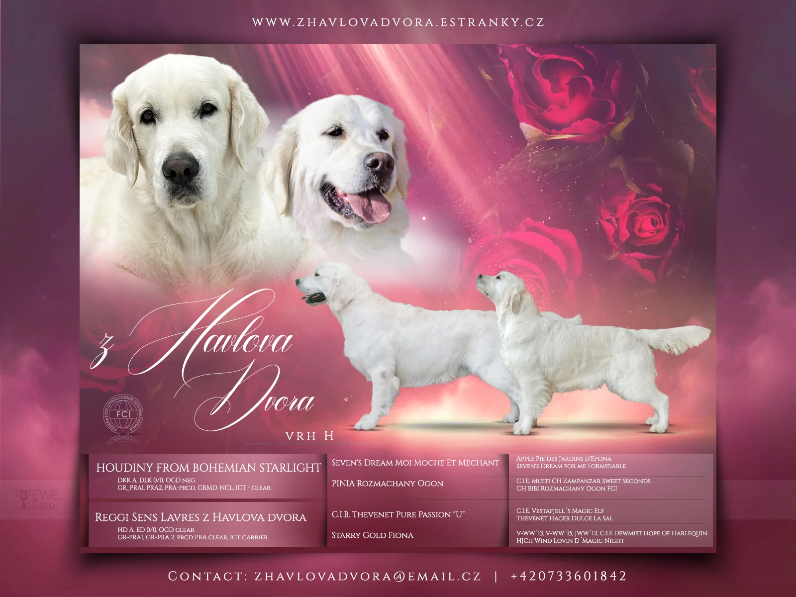 Zlatý retrívr s PP - kluci