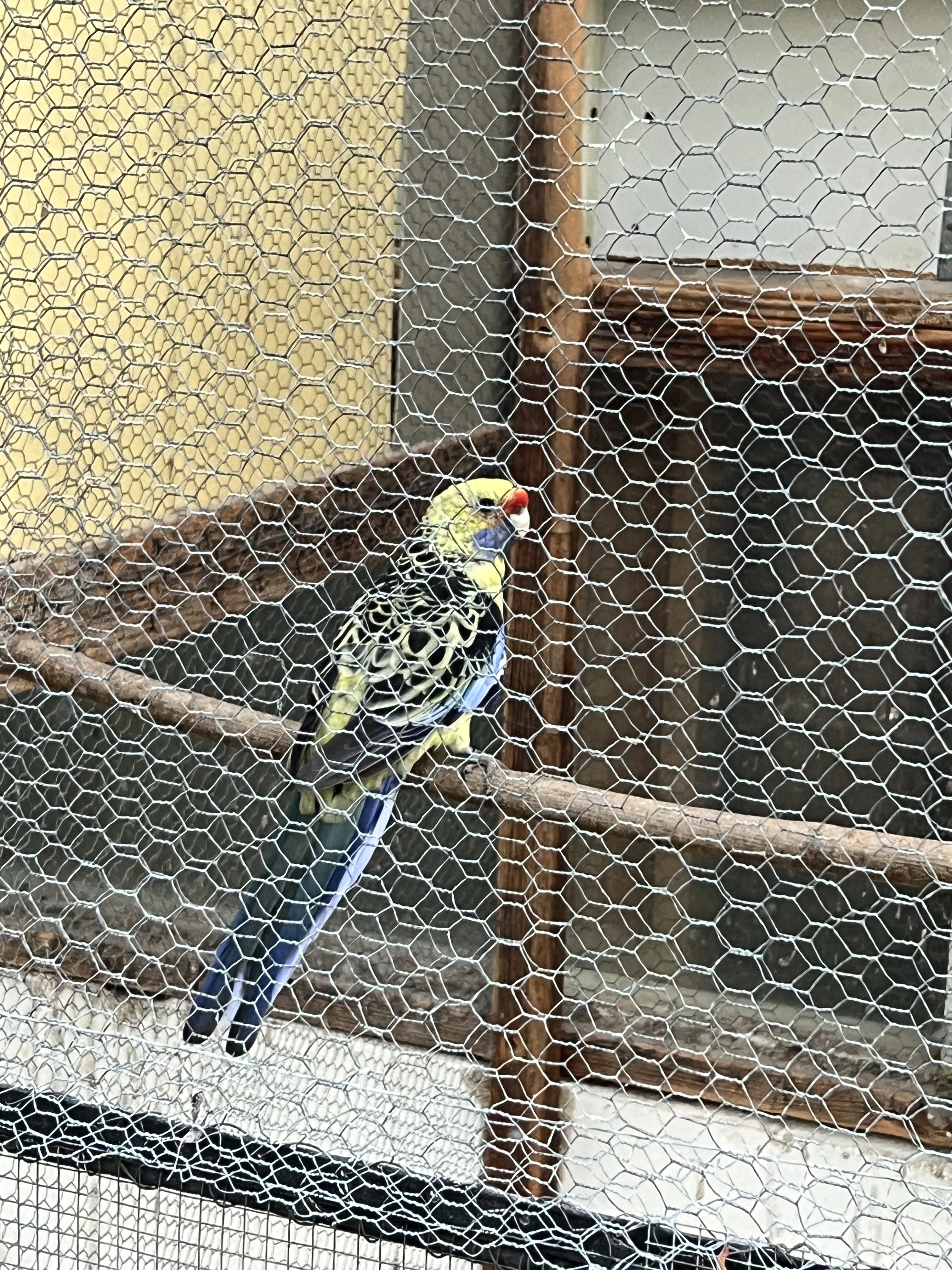 Prodám samce rosely slámožluté