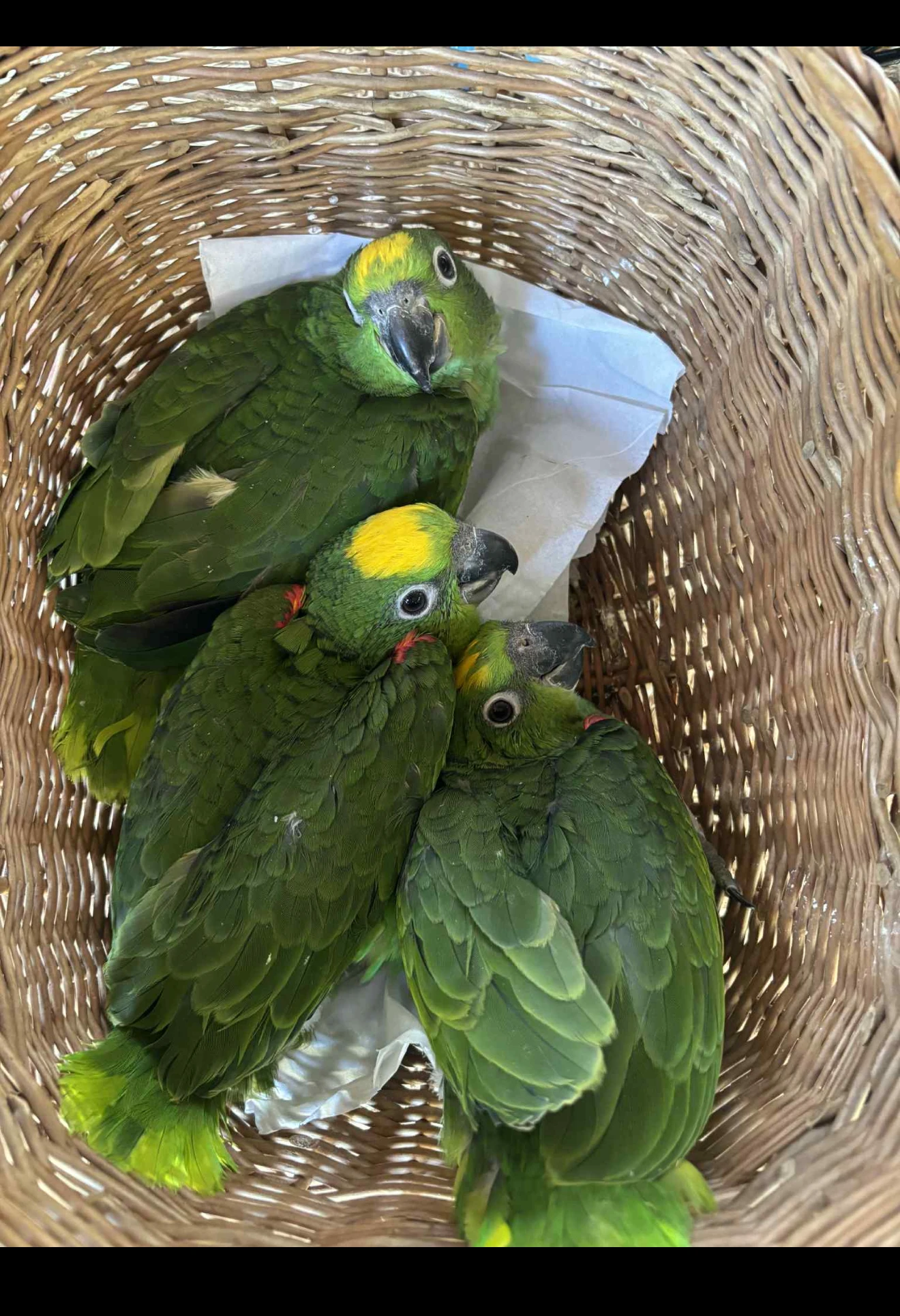 Mláďata Amazoňan suriman