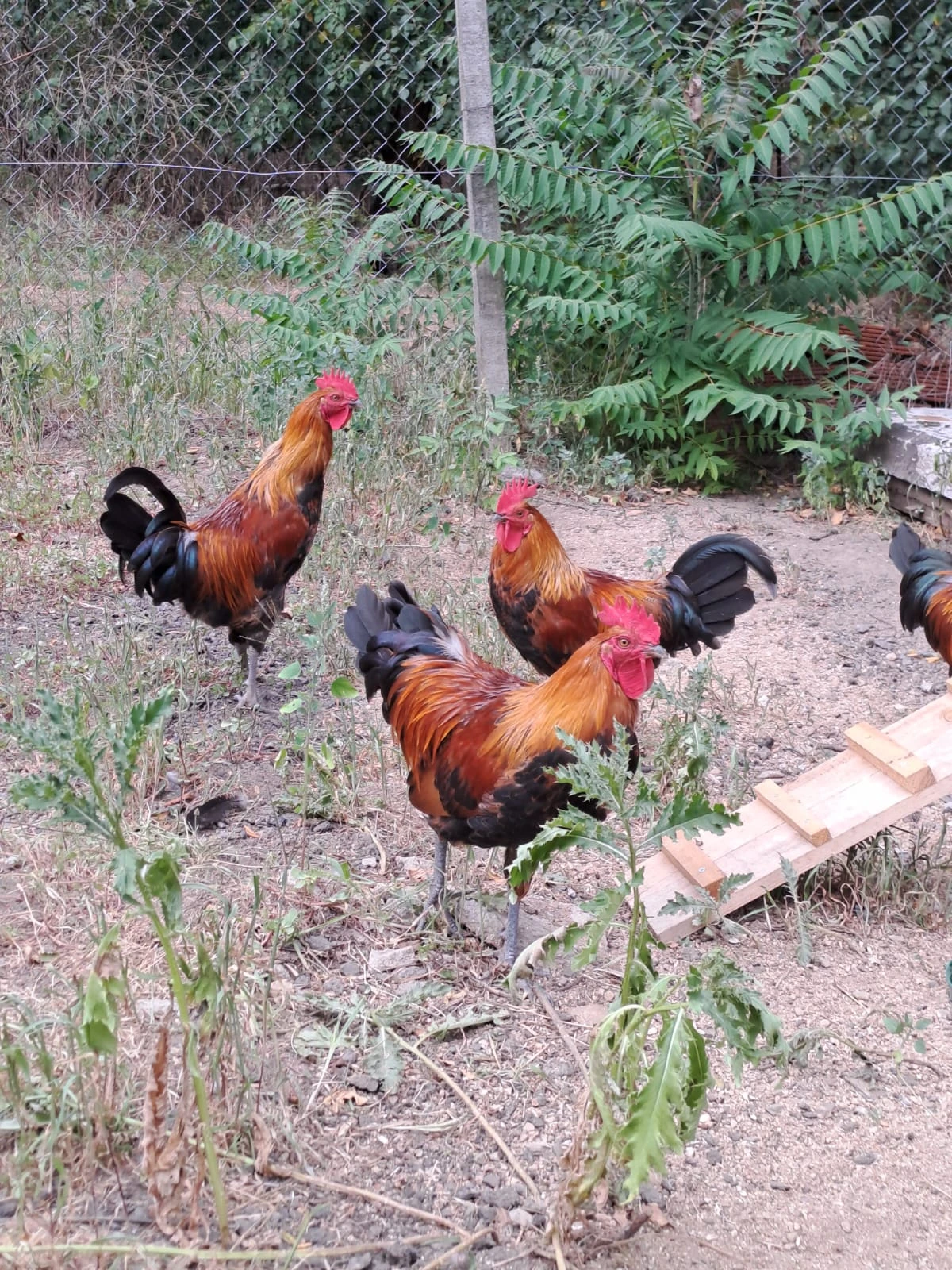 Kohout česká zlatá kropenka