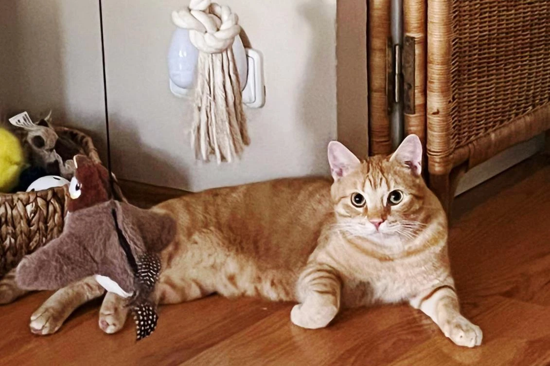 Kocourek Riki k zamilování