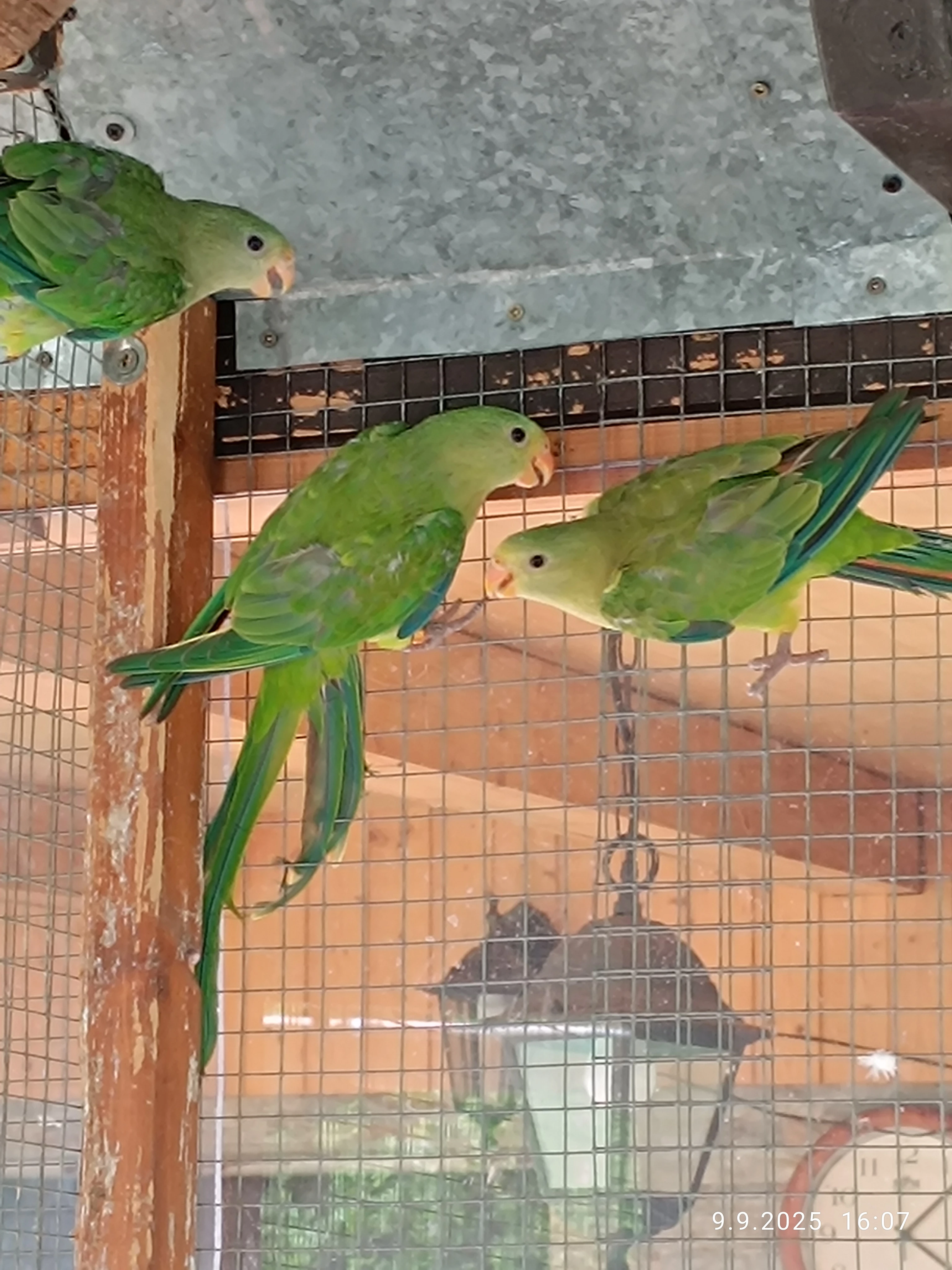 Papoušek nádherný