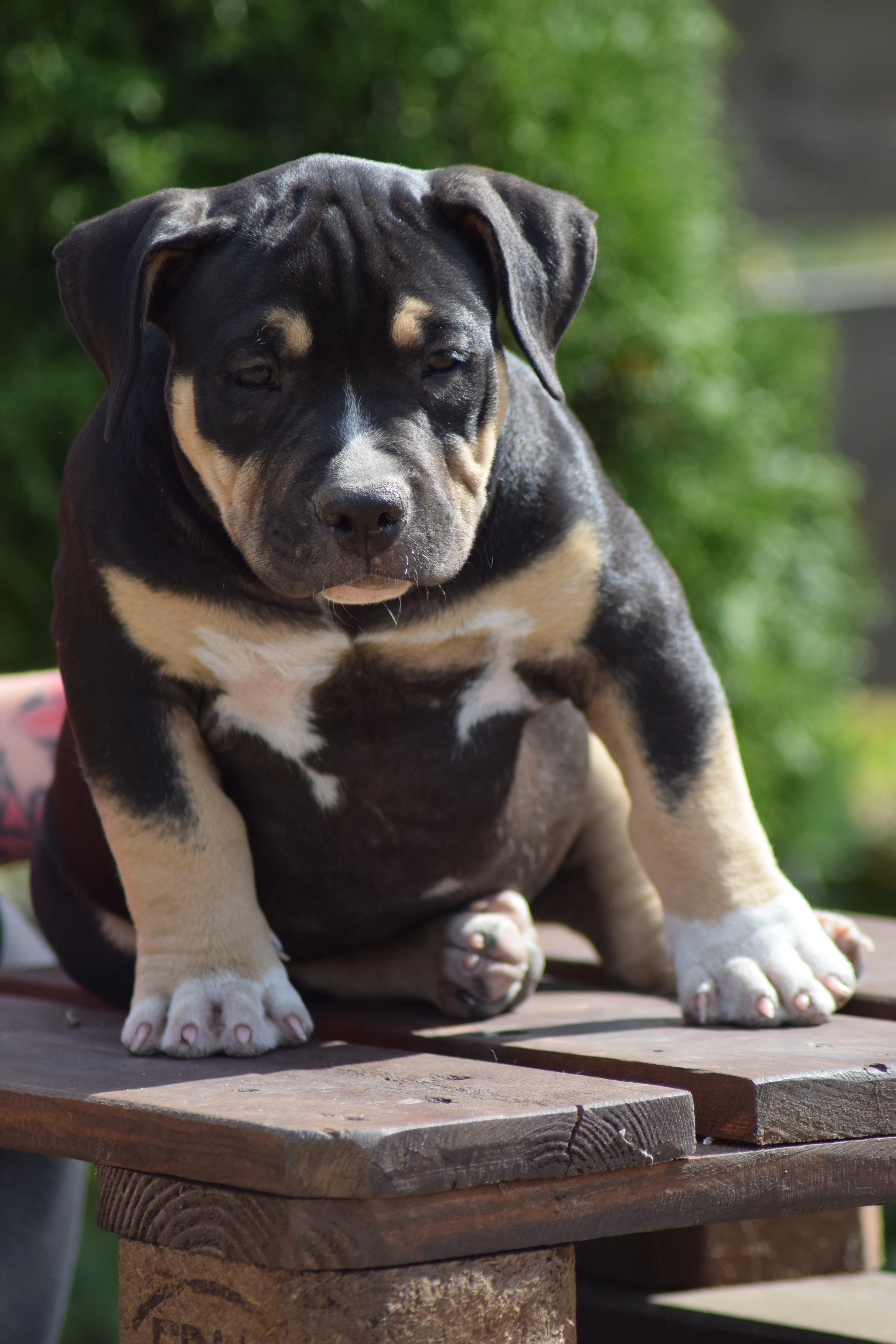 American bully - fenky i pejsci