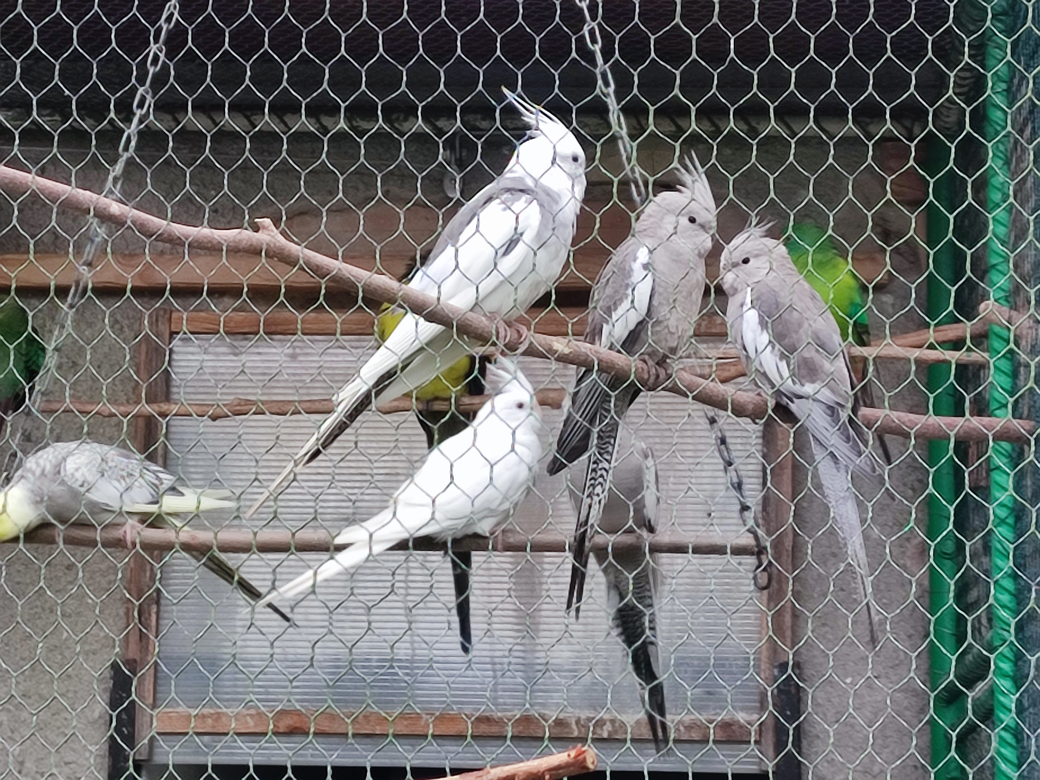 Prodám korely bělohlavé