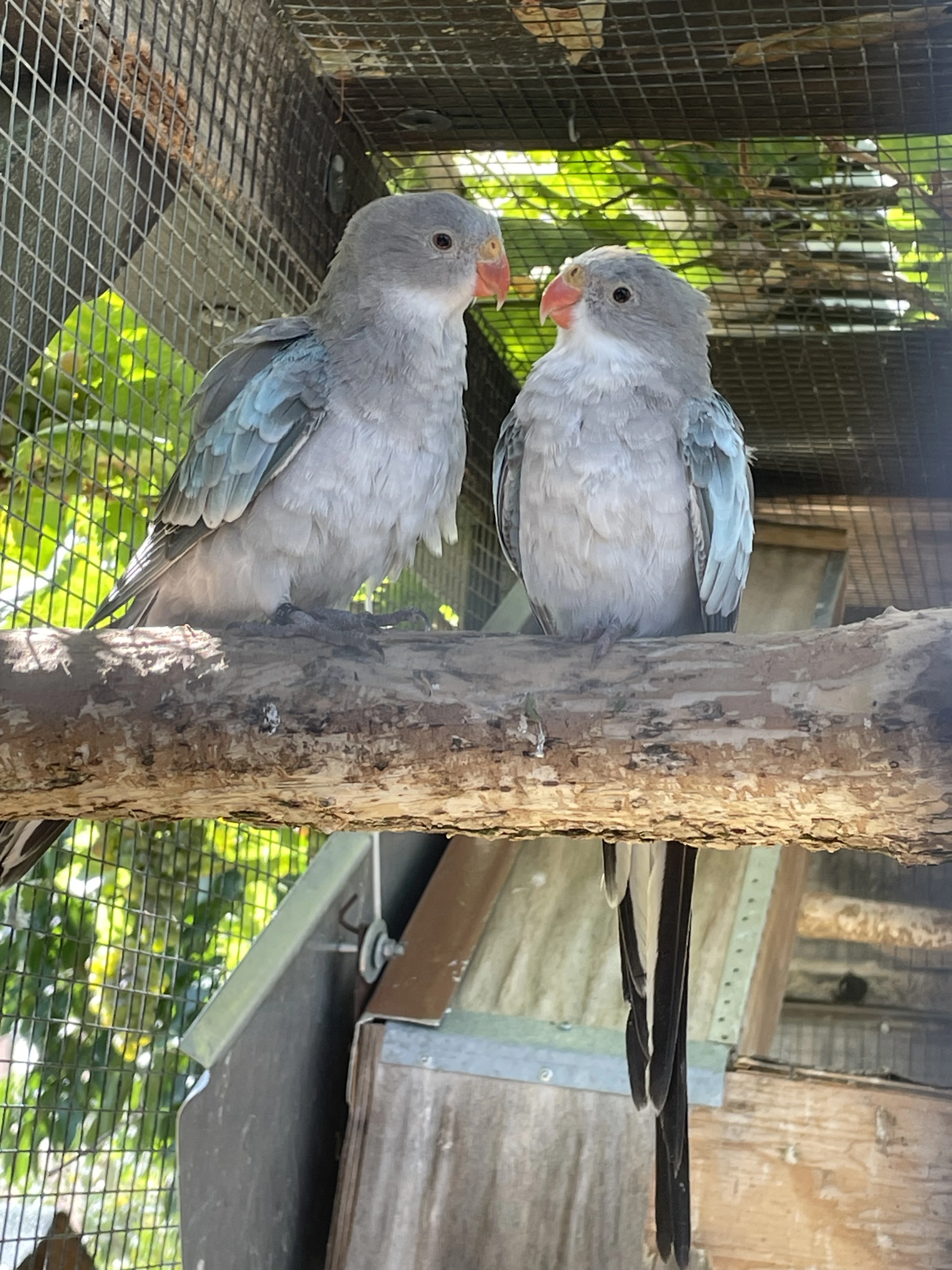 Papoušek Alexandřin