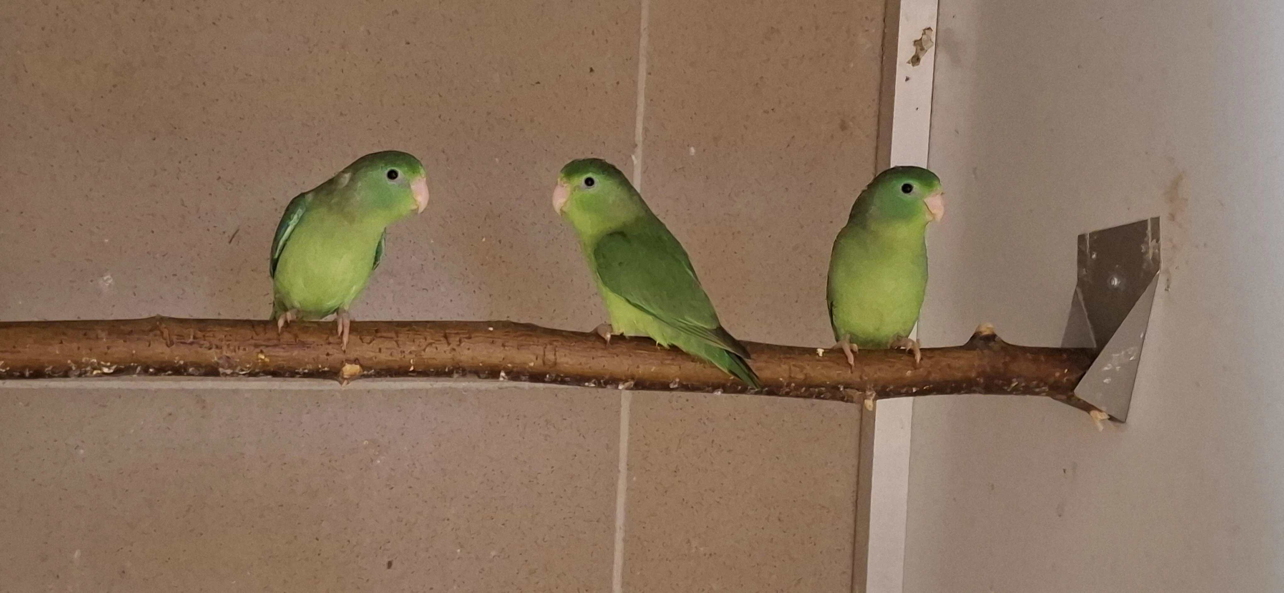 Papoušiček brýlový/Forpus conspicillatus