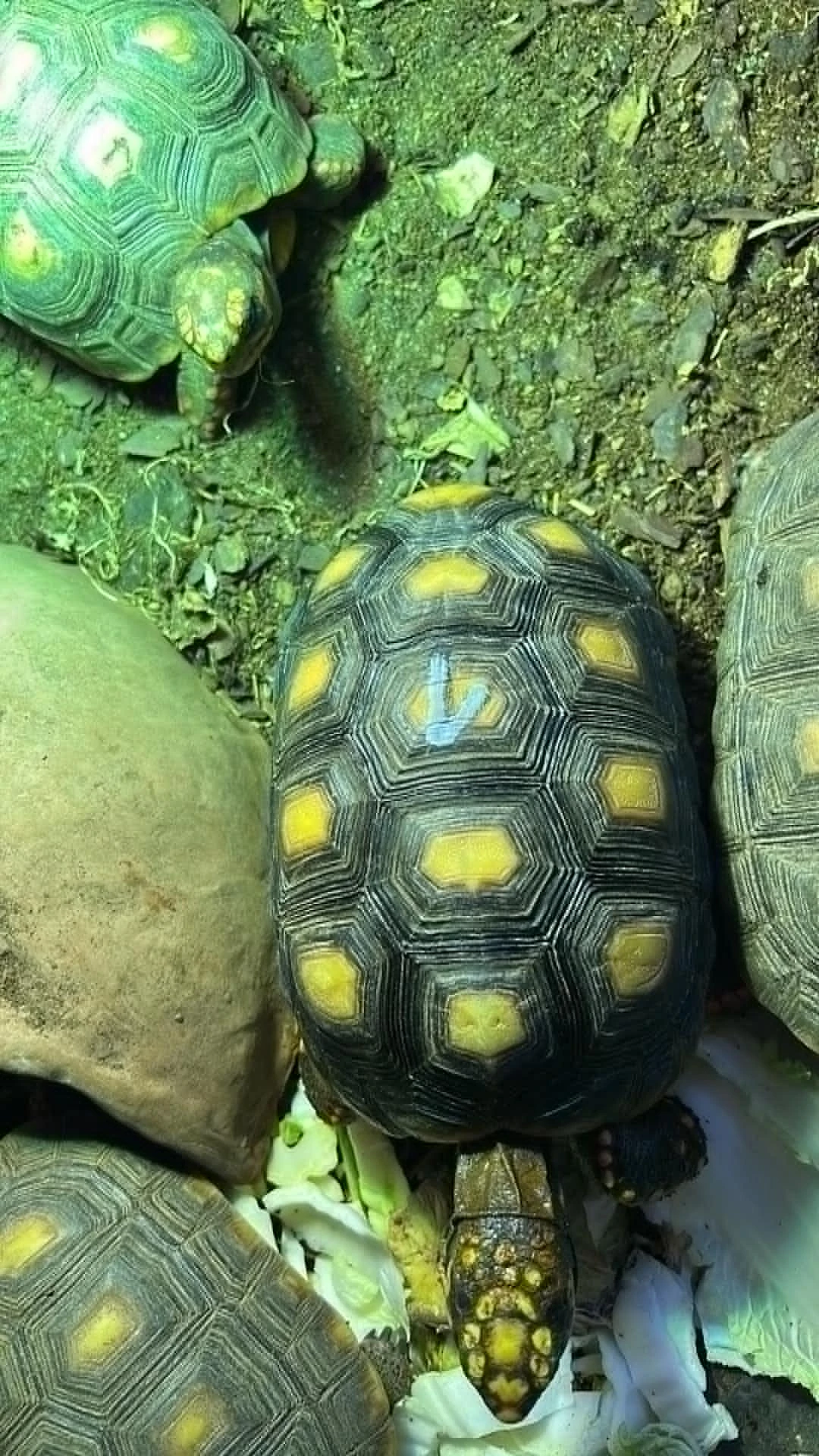 Skupina želv uhlířských