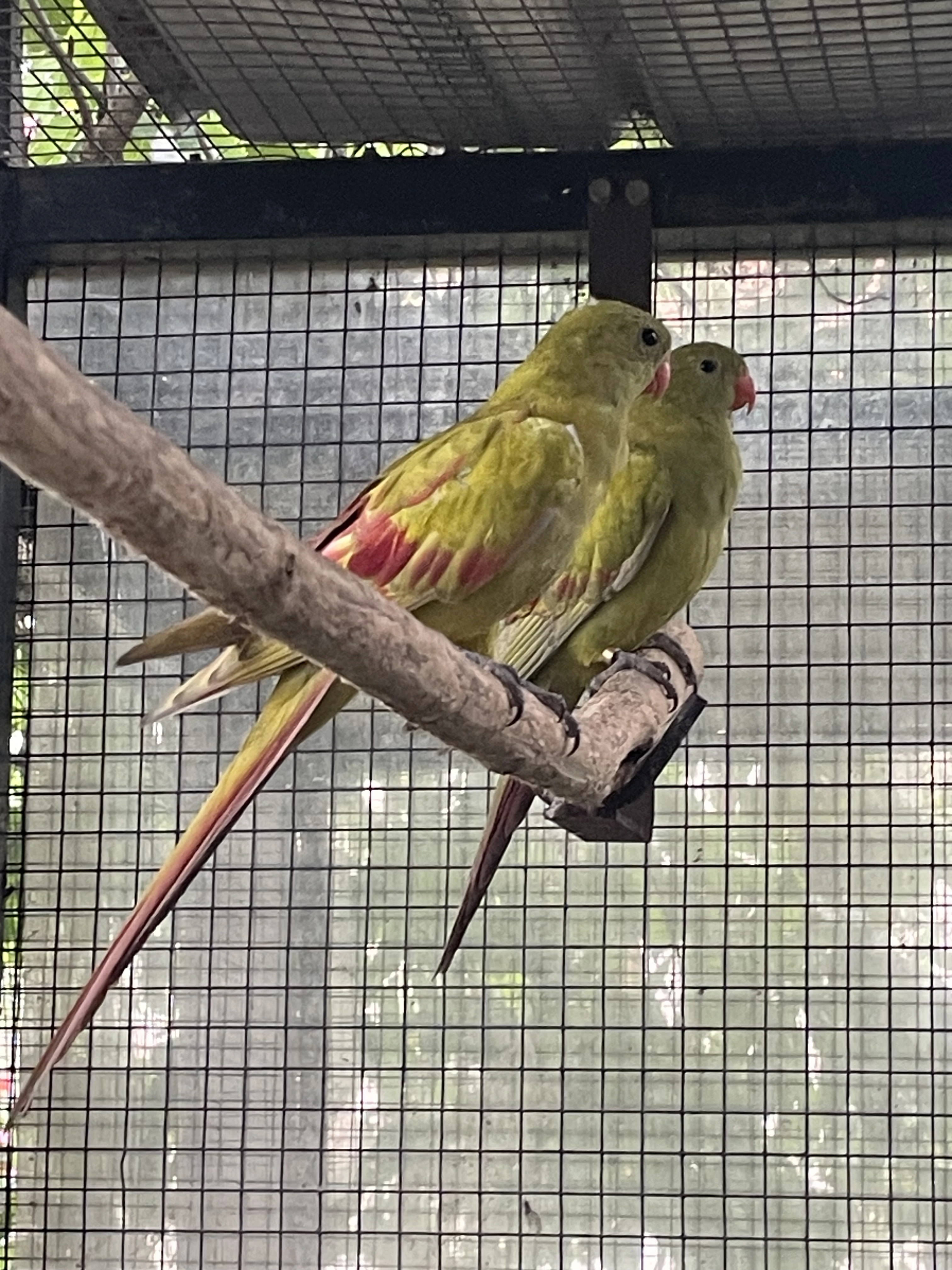 Papoušek horský pastel