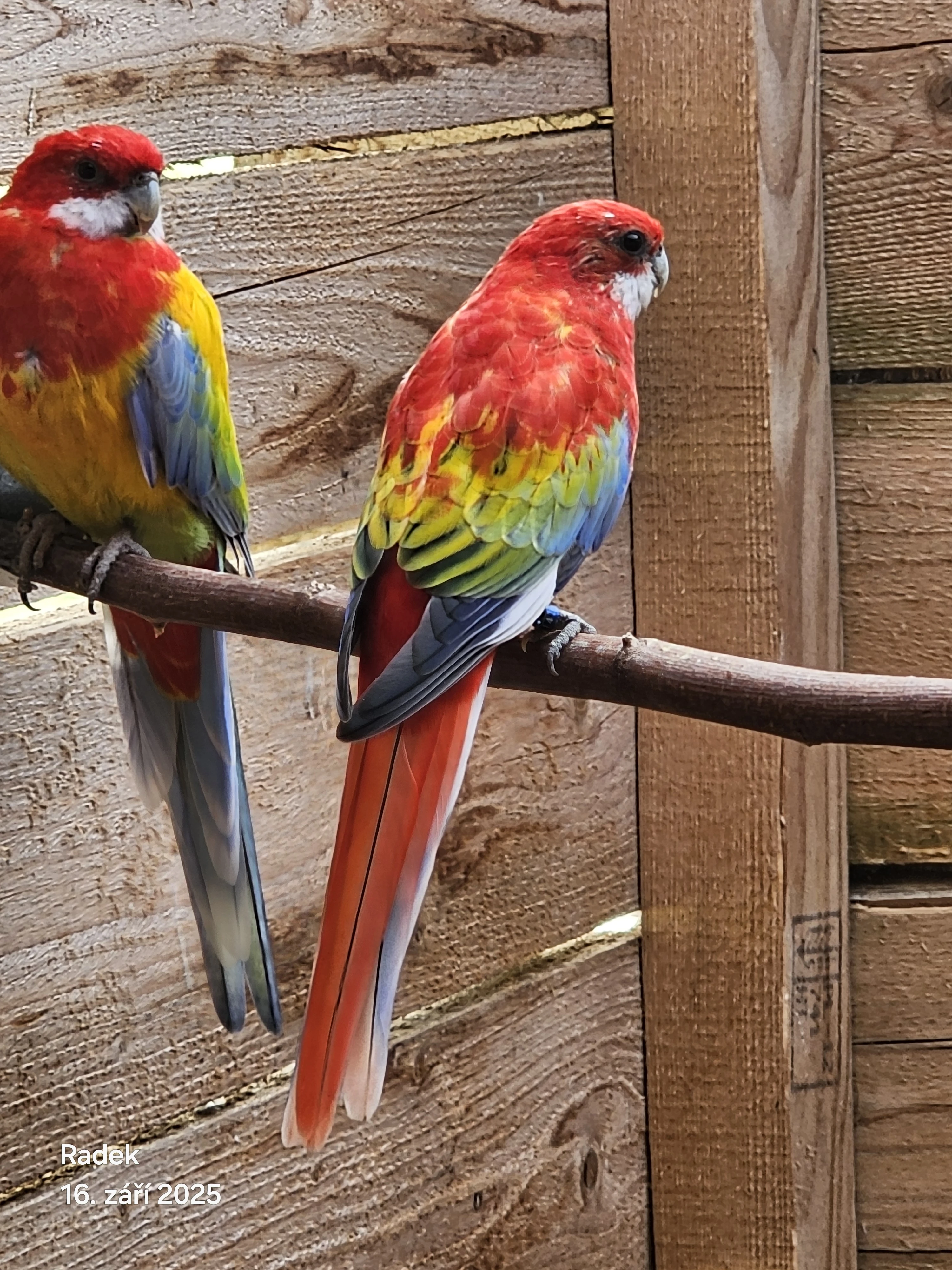 Prodám rosely mladé, chovné, rezervy