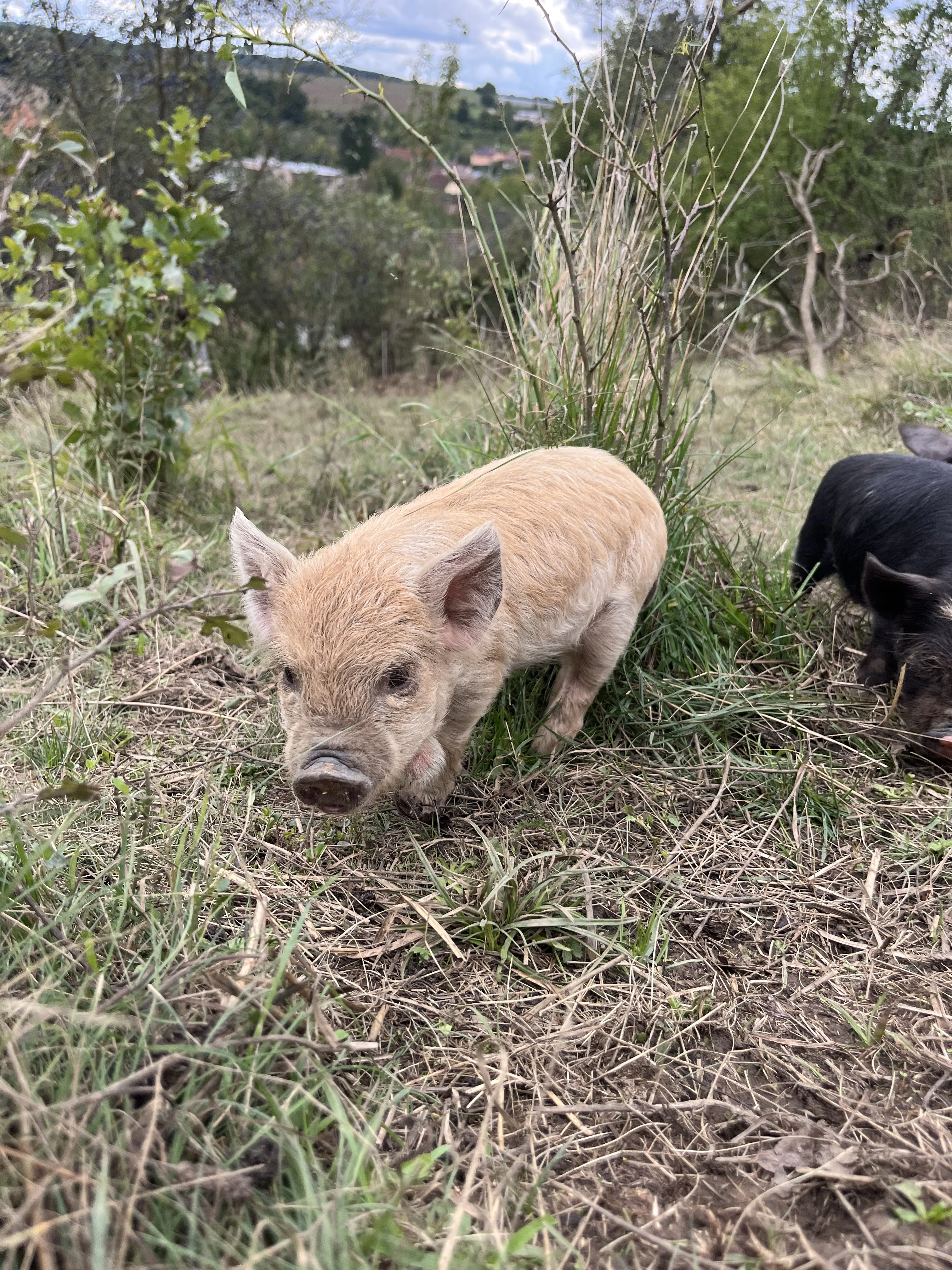 Prodej selátek Kune Kune