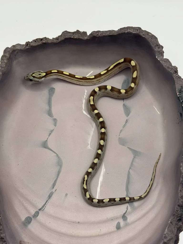 Užovky červené 06/25 a 08/25 (Pantherophis guttatus)