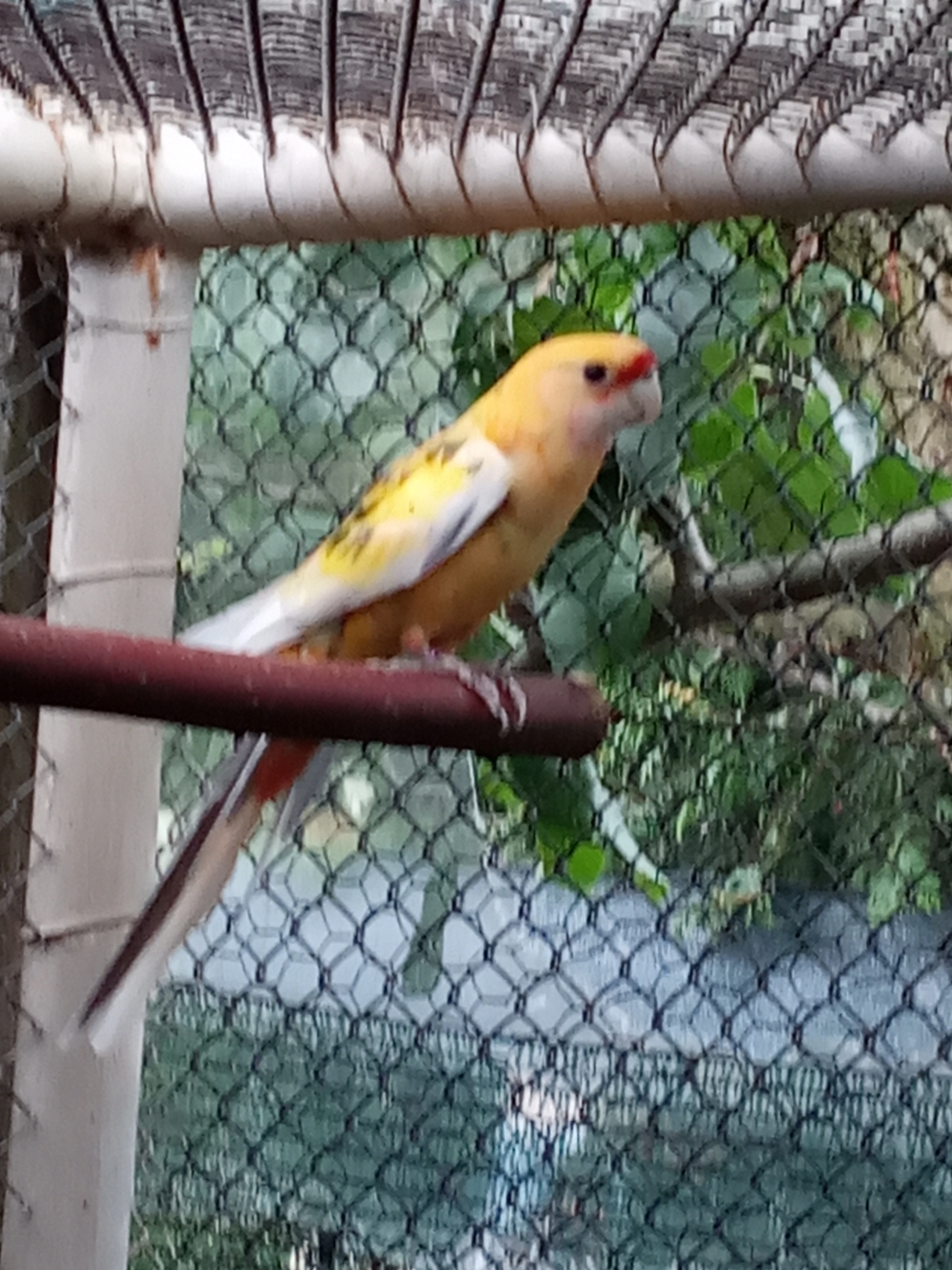 Prodám penanty pomerančové straky