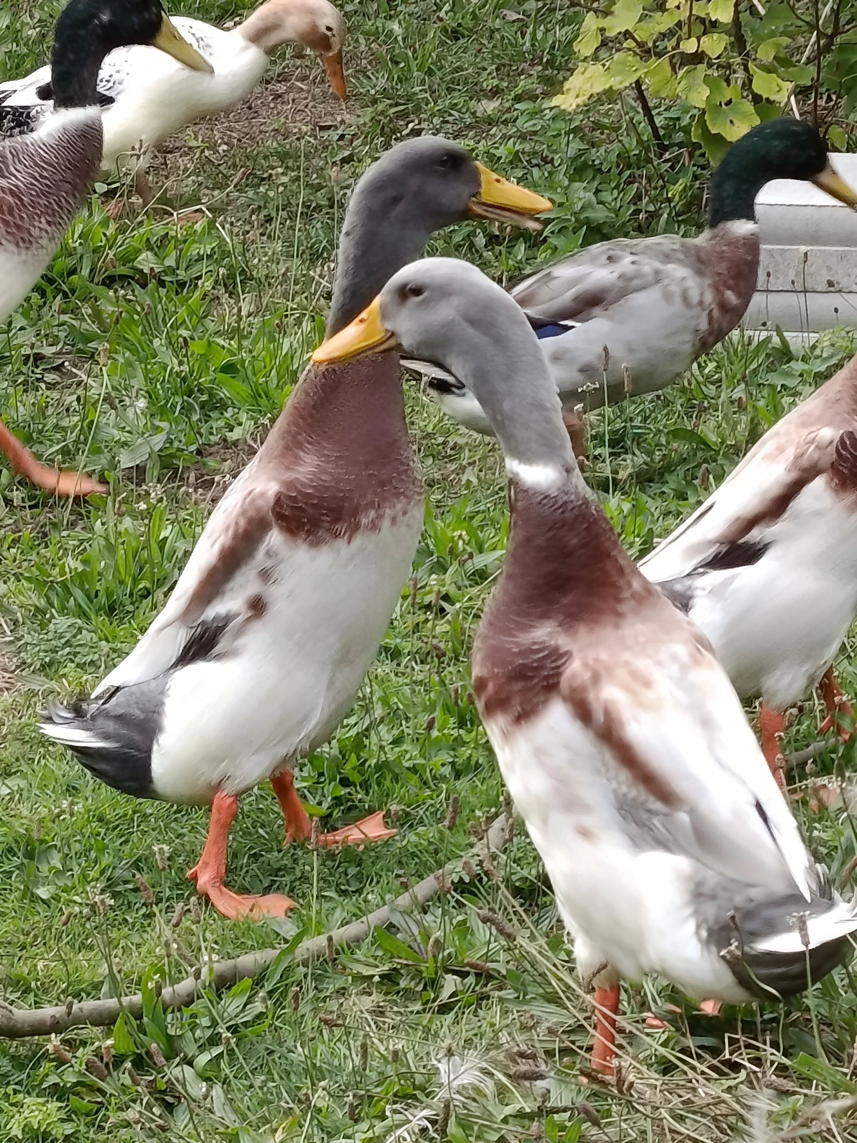 Prodám indické běžce