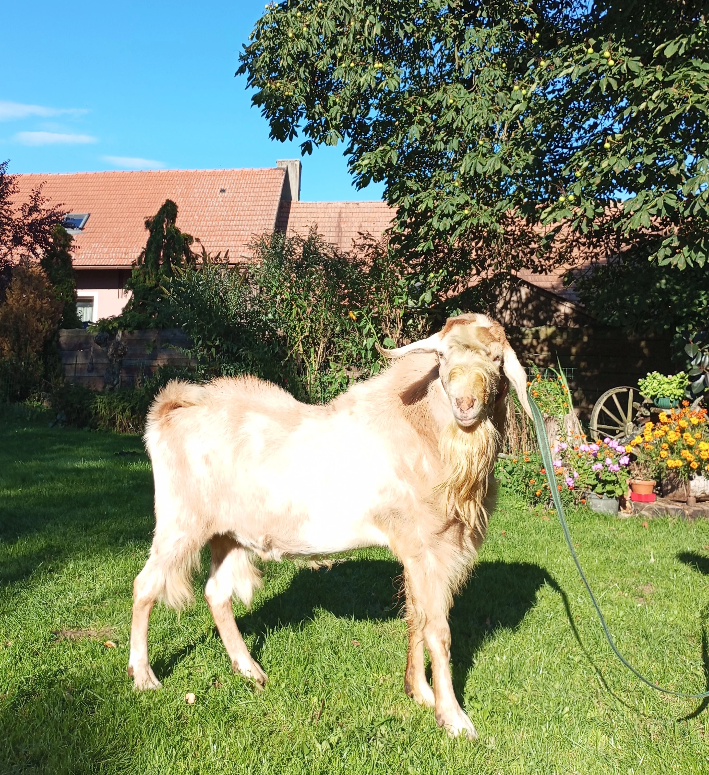 Kozel AN k dispozici pro kozy