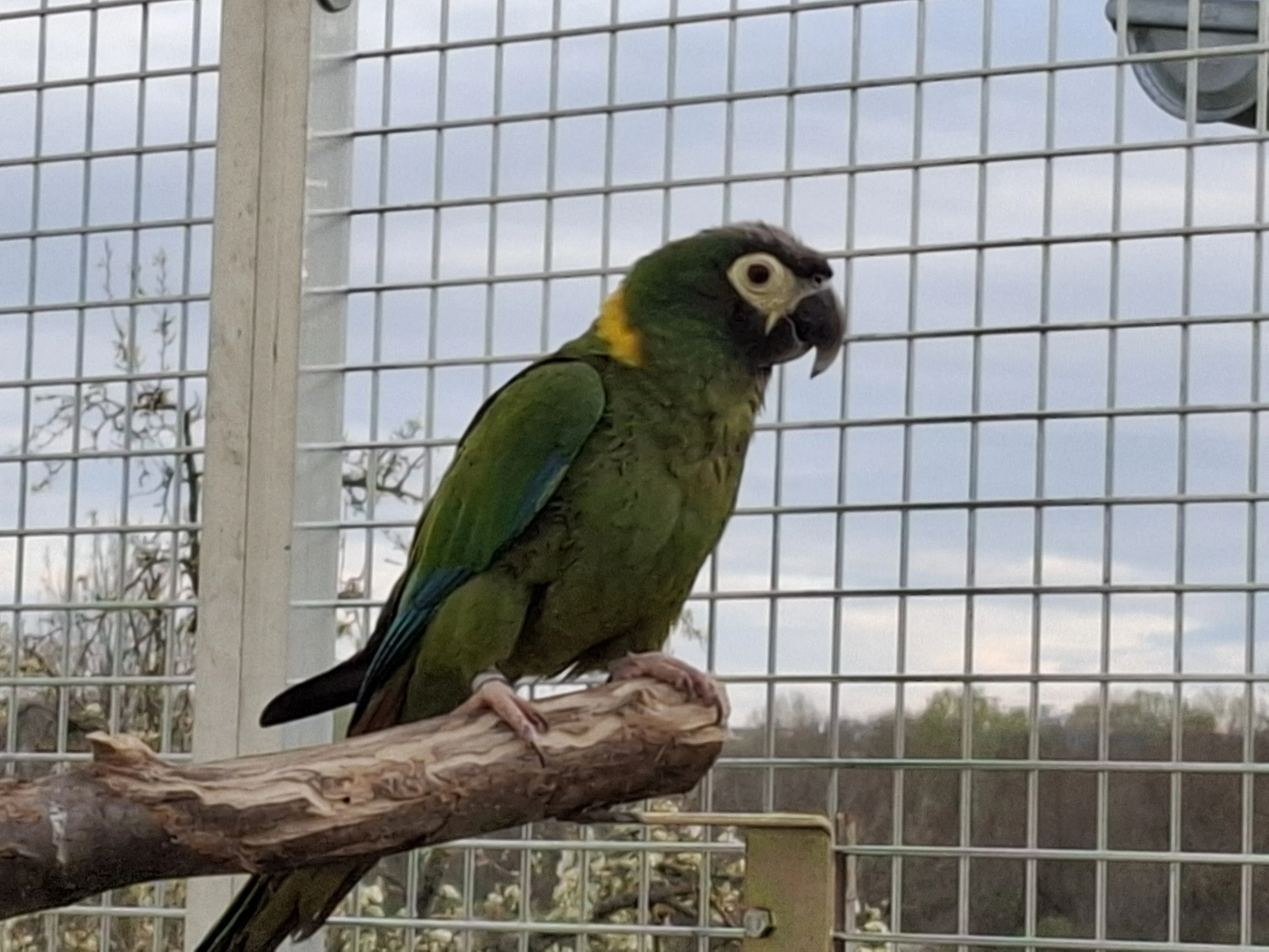 Predám aru žltokrkú