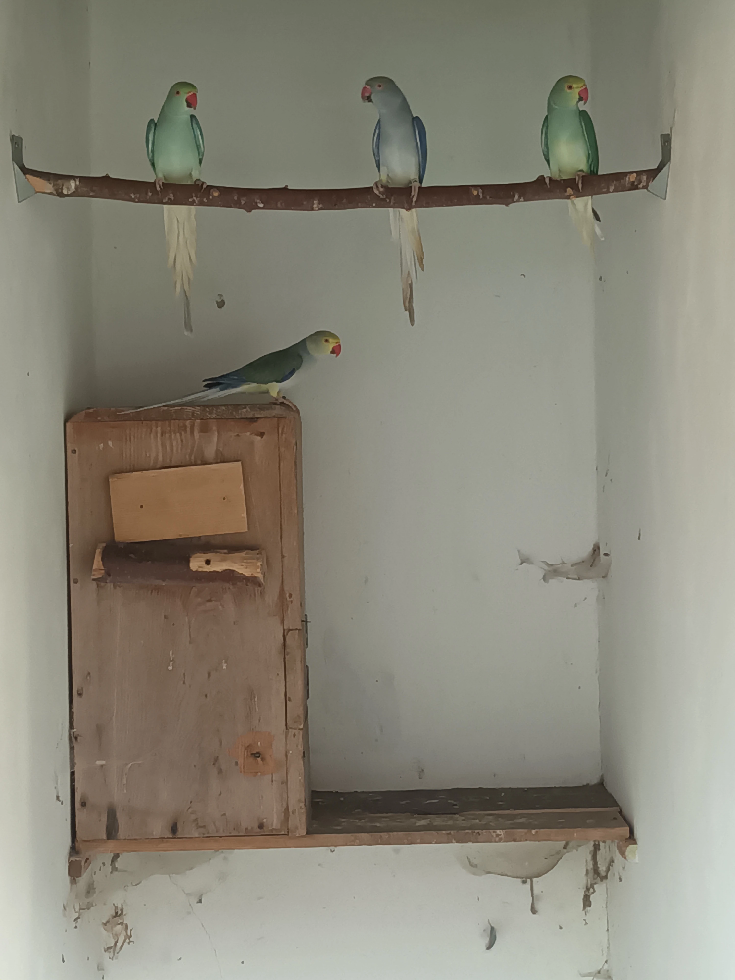 Alexandr malý hlava ocas