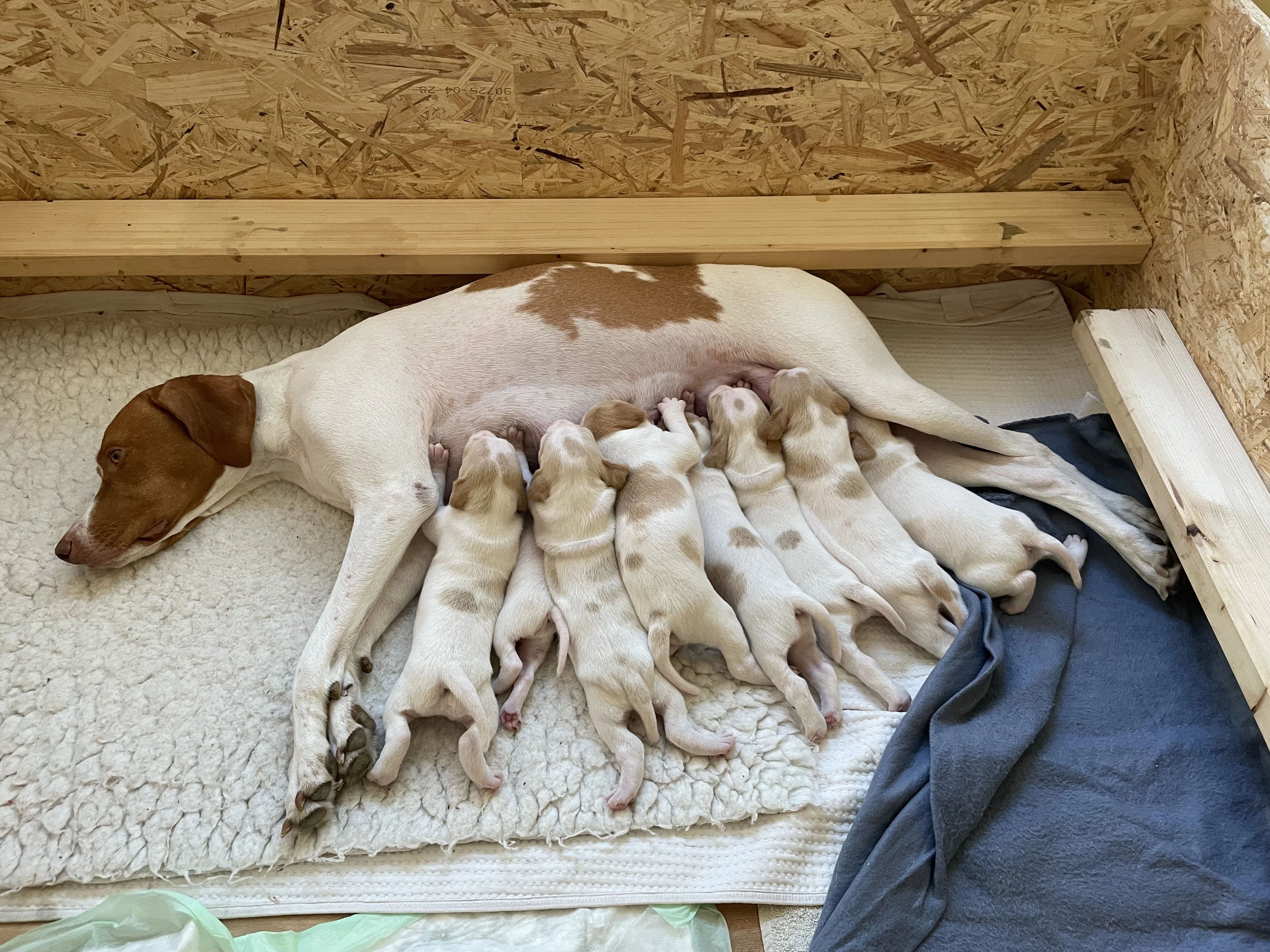 Saintgermánský ohař