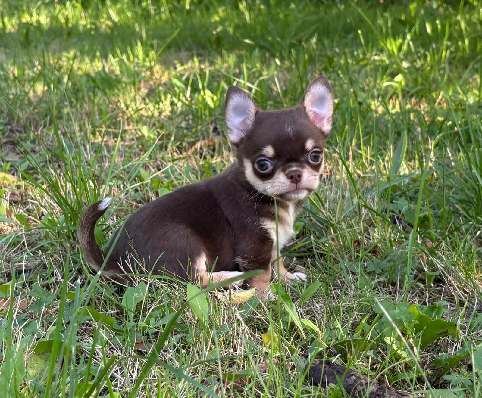 Čivava krátkosrstá s PP