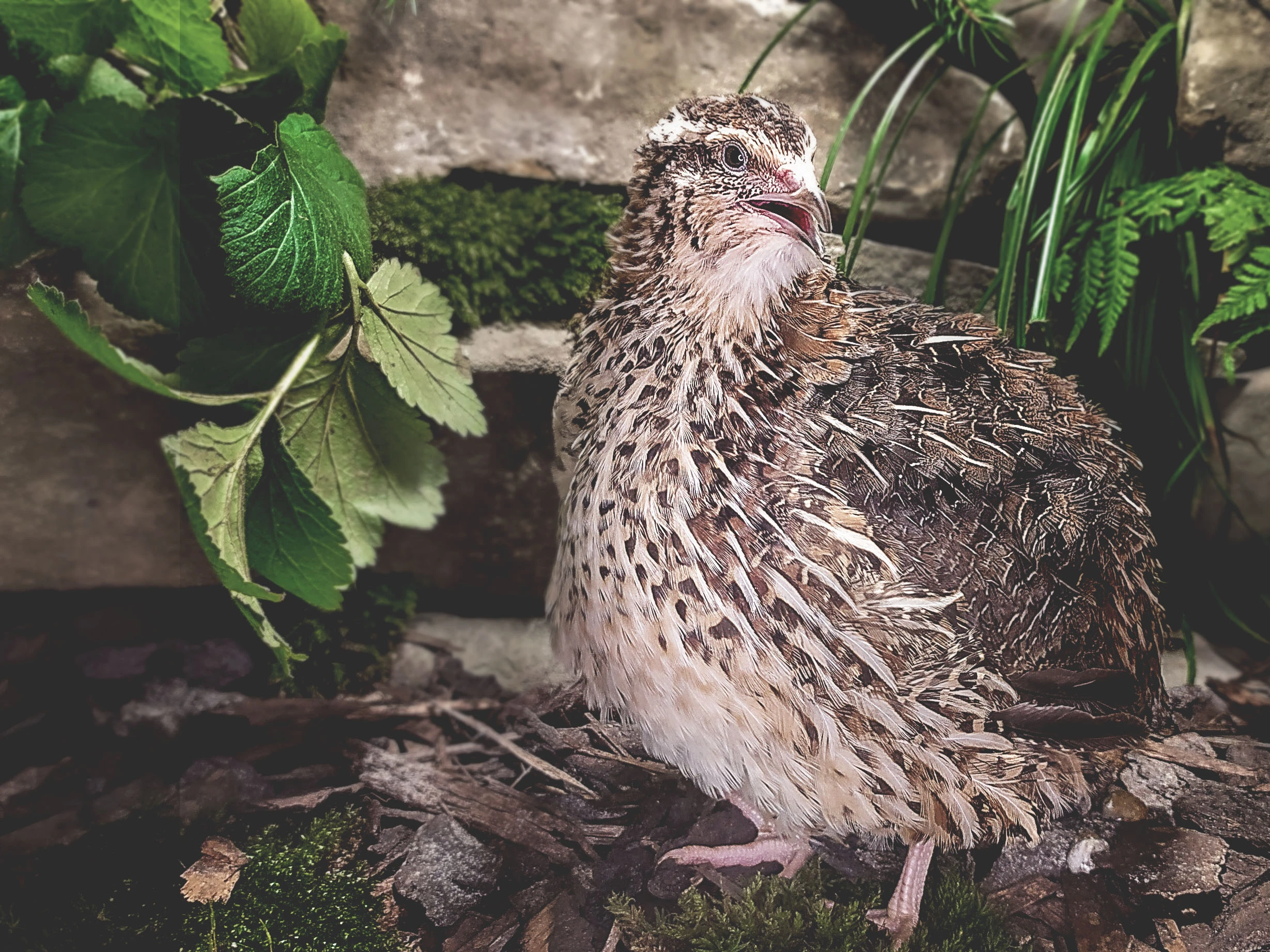 Faraon Křepelka - Vejce do líhně