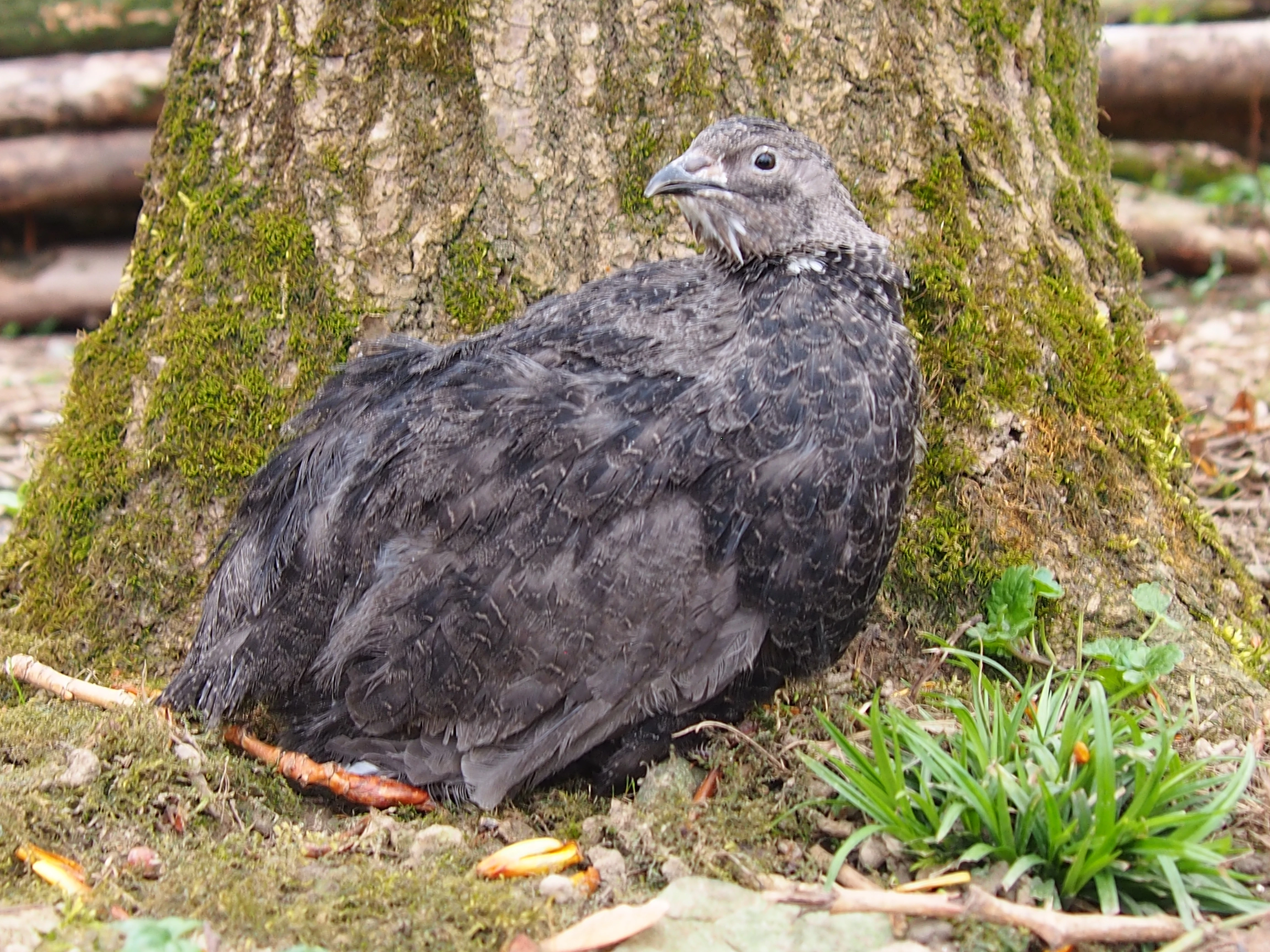 Anglická Černá křepelka - Vejce do líhně - super krásná