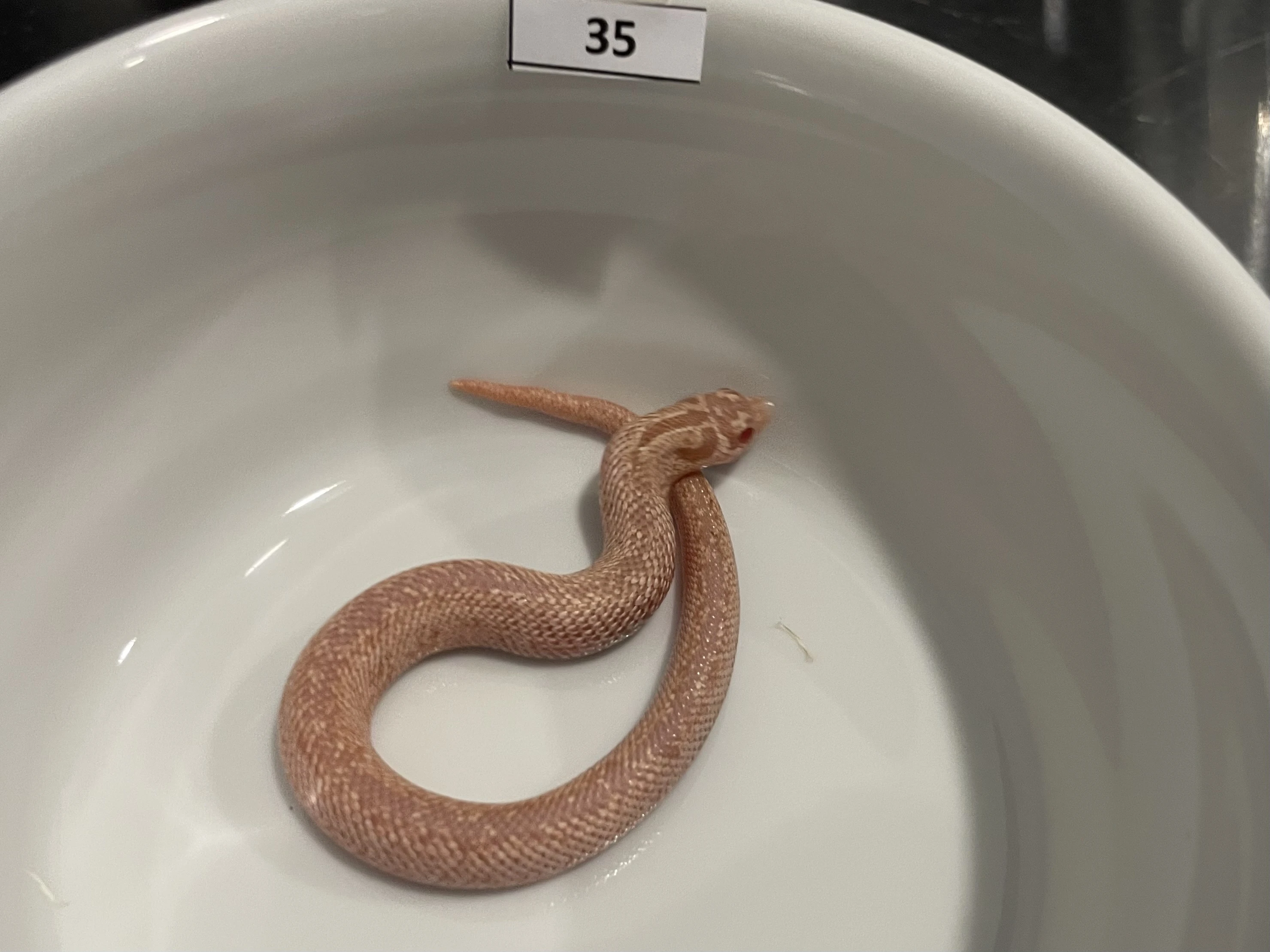 Heterodon nasicus CB24 a CB25