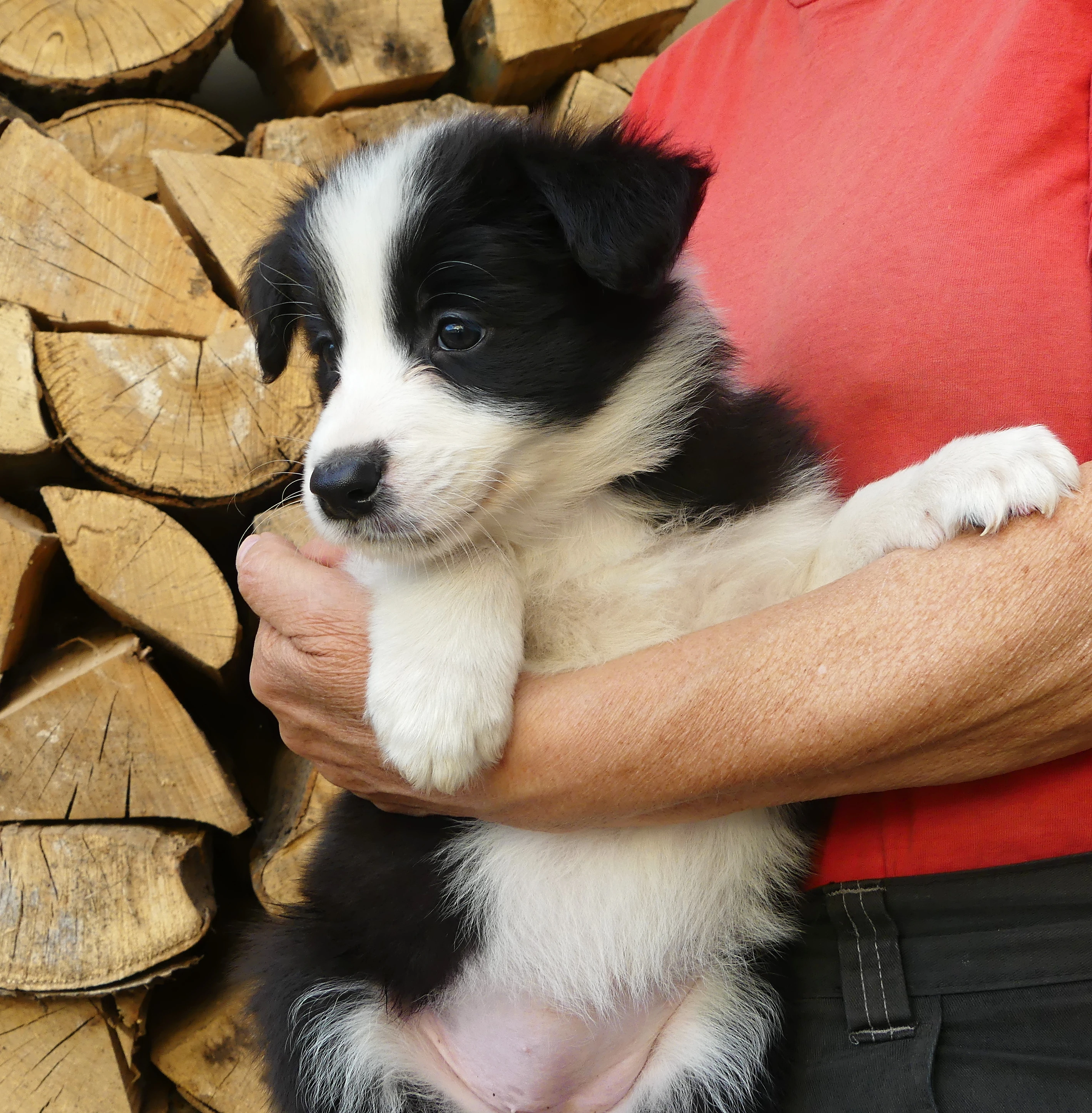 Pejsek border kolie s PP.