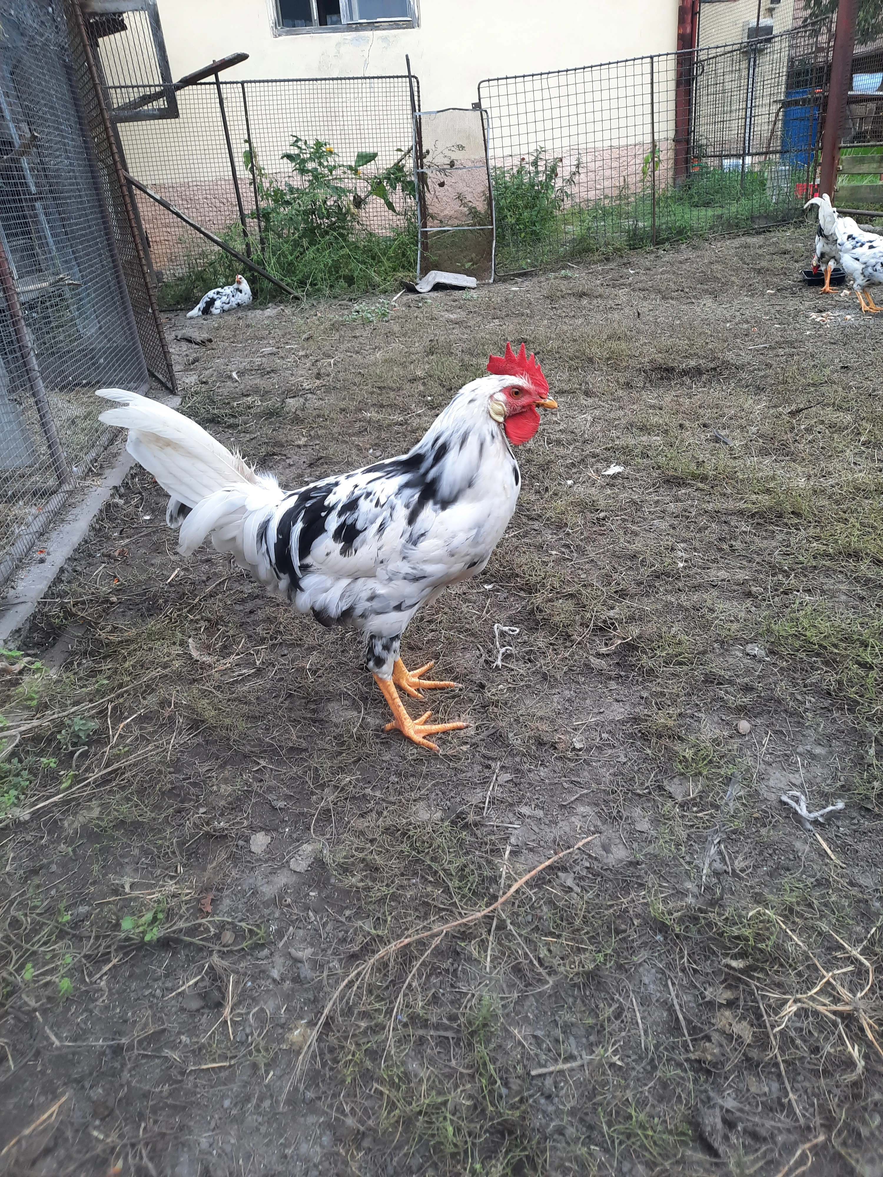 Kohouti vlašky exchequer