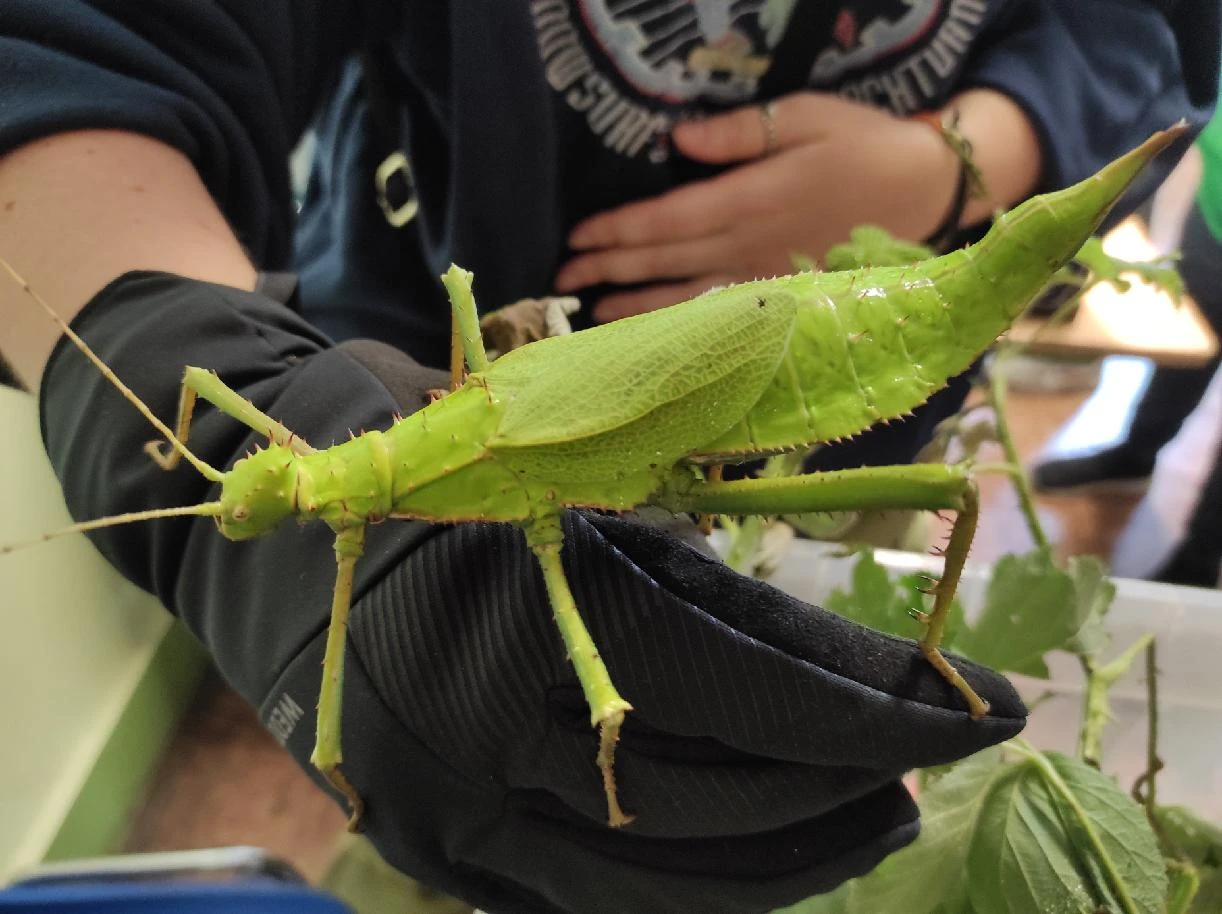 Strašilky Heteropteryx dilatata