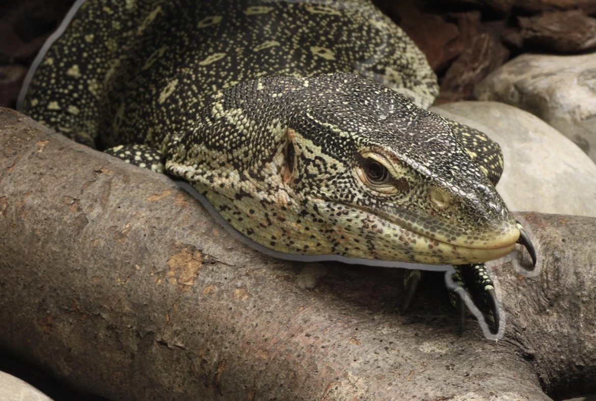 Varanus Ornatus 1,1