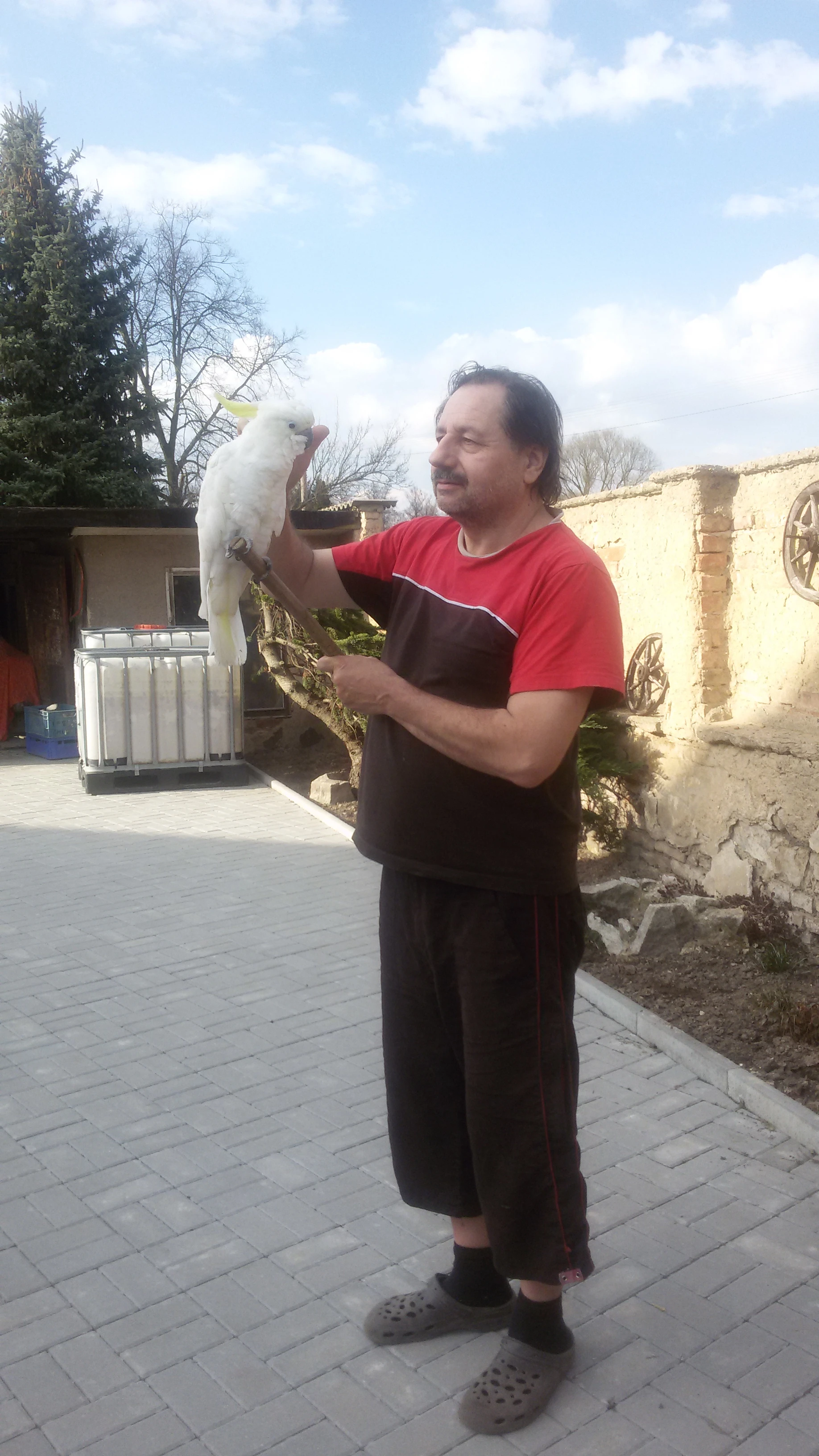 Prodám amazonan modročelý, alexandr čínský, lori , pennant