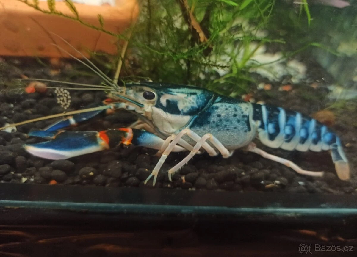 Krásný rak Cherax sp. "Peacock"