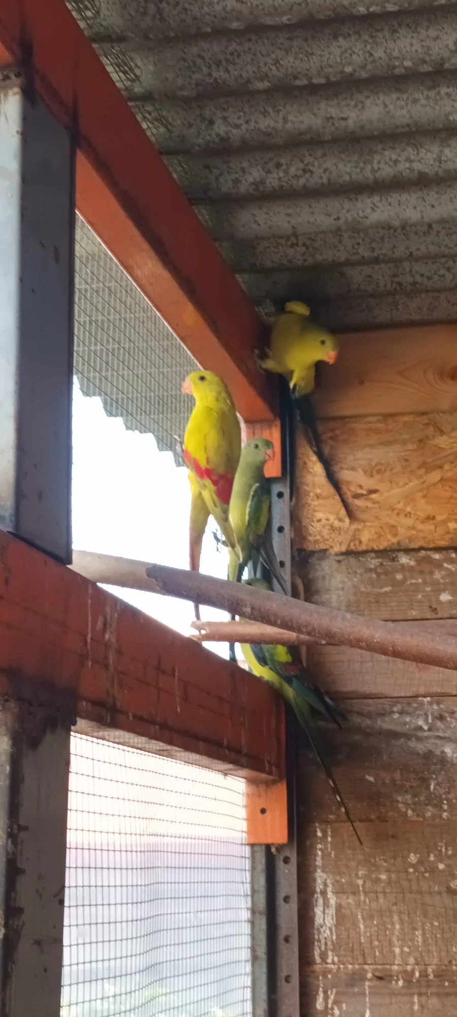 Papoušek horský - chovné samice